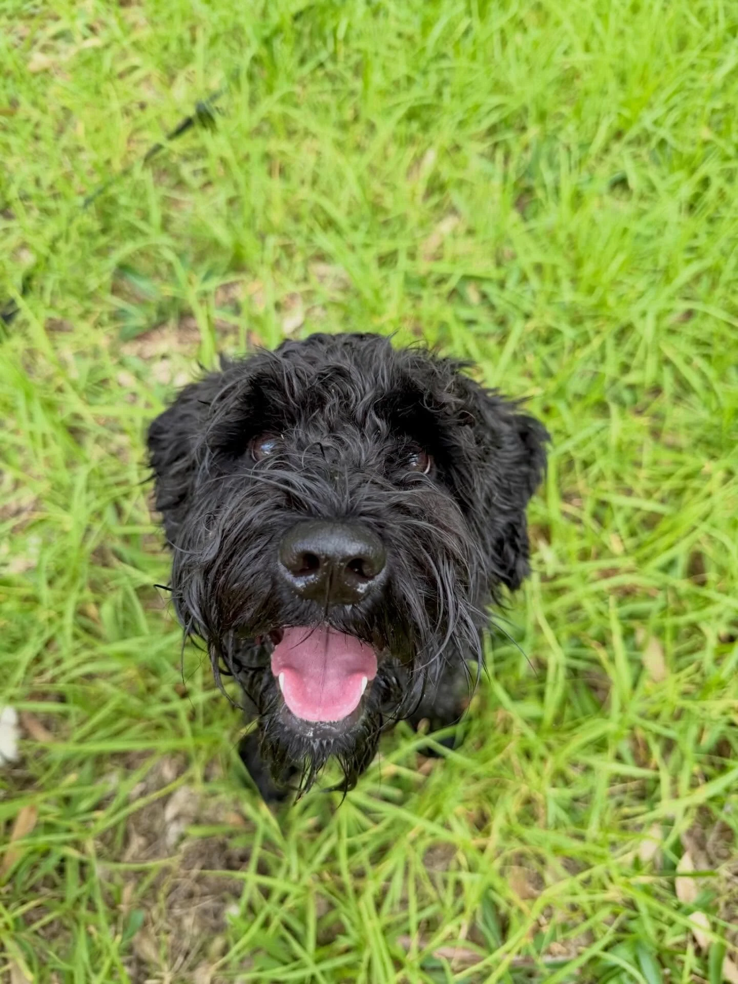 Meet Malugi 🩵

Malugi the Mini Schnauzer! Once he gets going you can&rsquo;t stop him! He is such a cutie, look at those ears 🐾🩵

#schnauzer #dogwalk #dogsofinstagram #dog #dogsmile