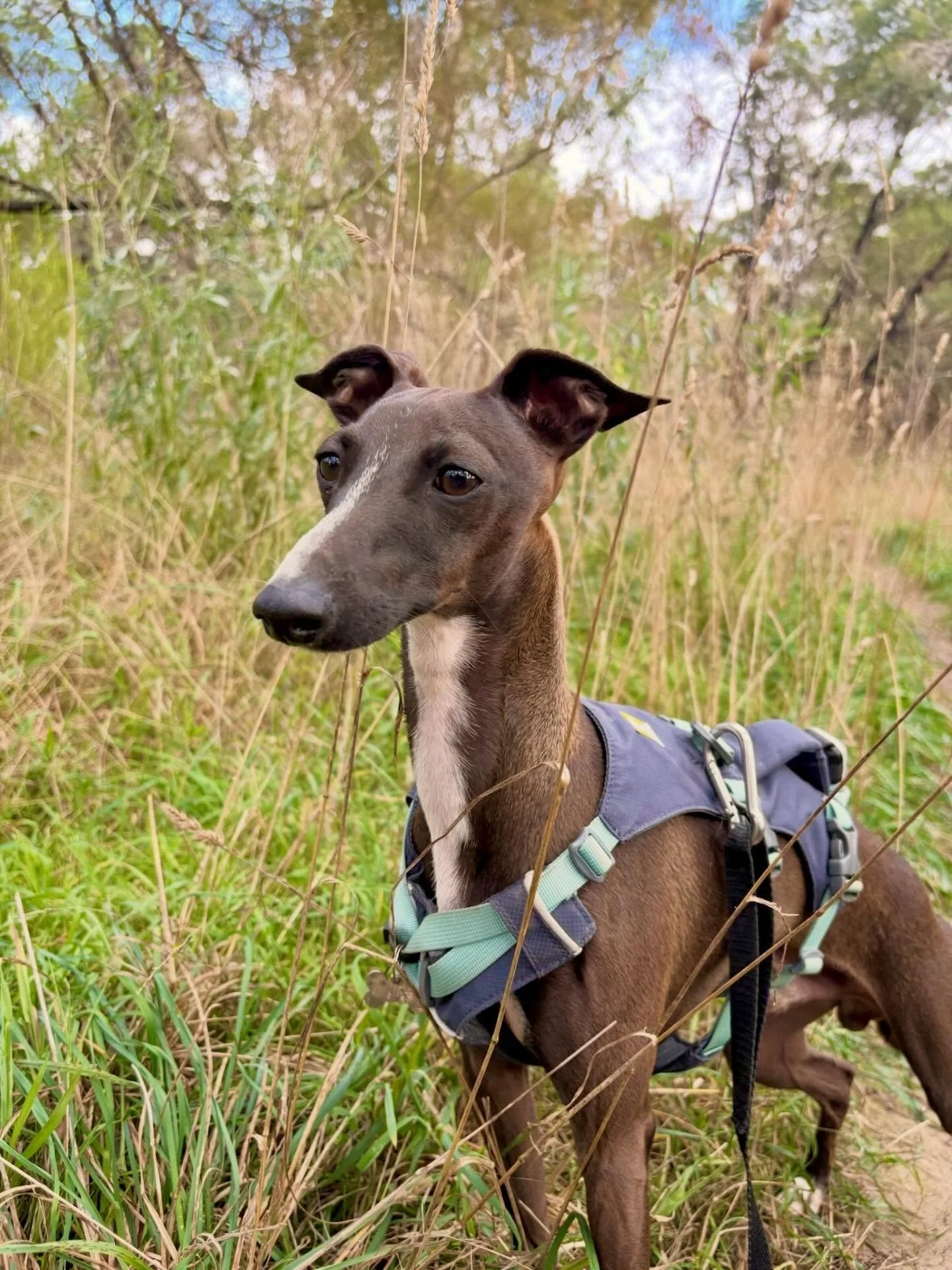 Meet Nix! 🩵

Nix the 9 month old Italian Greyhound! He takes a while to get going but once he does he flys! 

#puppy #dogsmile #dogsofinstagram #dogsofmelbourne #happydog