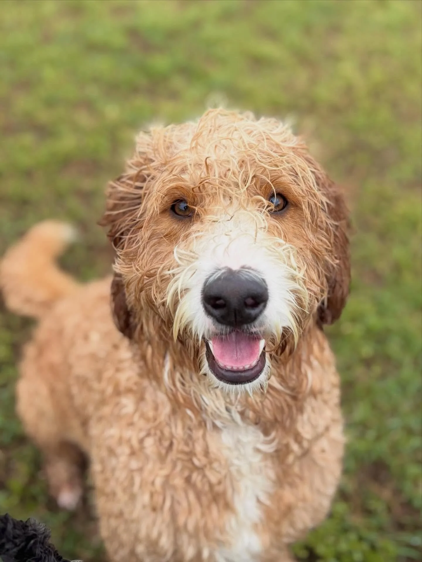 Meet Winston 🩵 

Winnie the 2year old Groodle! 
The real life teddy bear 🐶 He is the sweetest boy, and has the best smile! 

#dogsofinsta #dogsmile #puppy #dog