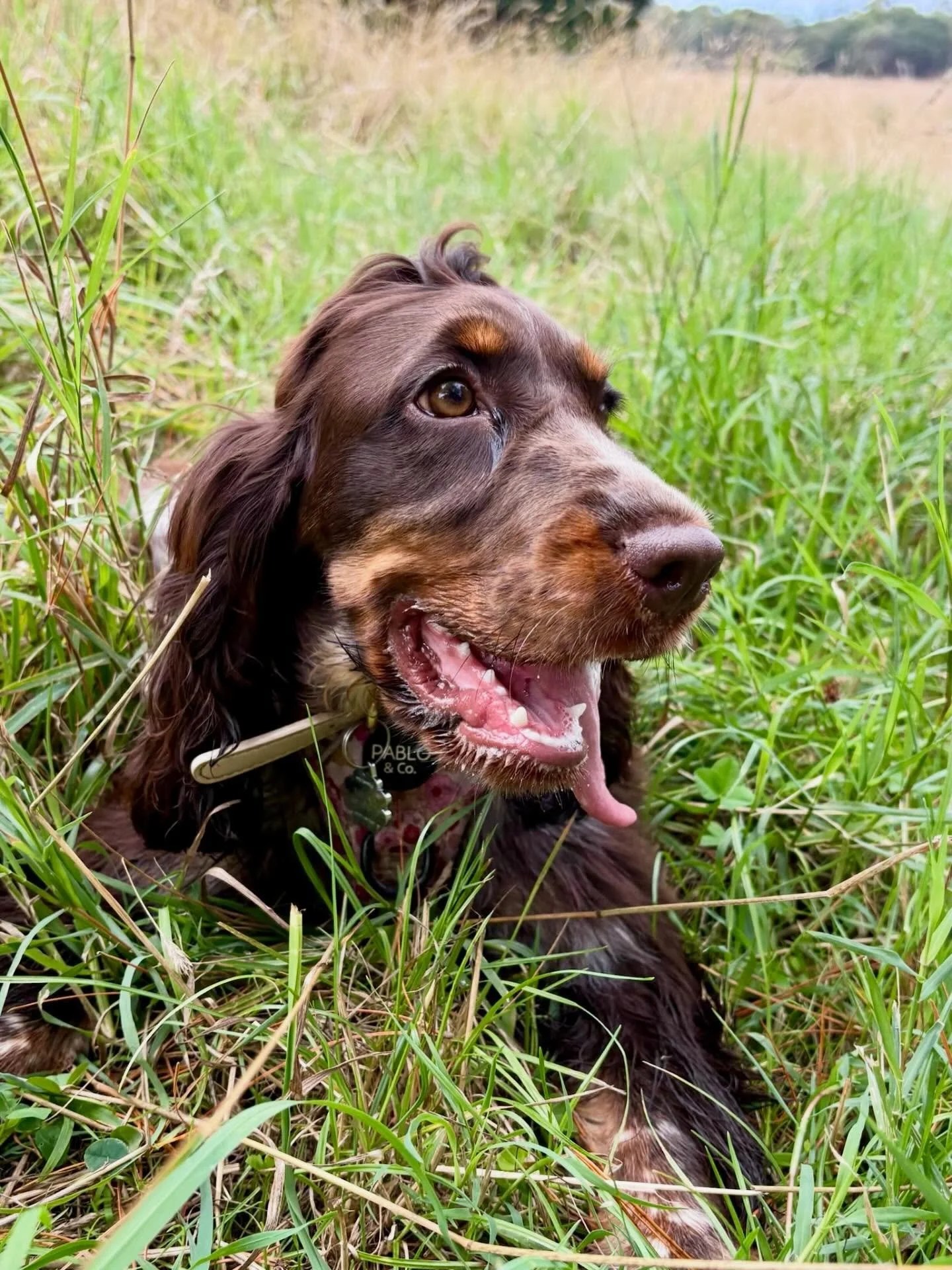 Meet Milka! 🩵🐾

Milka the 5 month old angel, she is an English cocker spaniel! Her legs are quicker than she knows what to do with 😂🩵 

We love her so much!! 

#spaniel #puppy #dogsmile #dogwalker #dogsofmelbourne