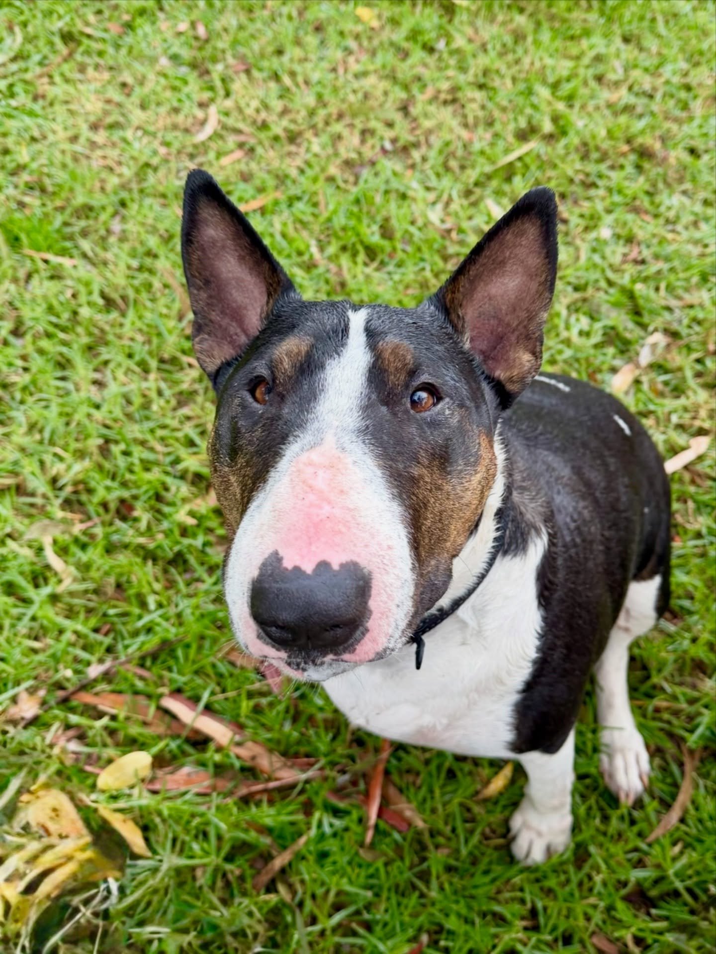 Meet Codie! 🐾🩵

Codie the 7 year old bull terrier! She has the biggest personality! Her favourite thing to do is spin around and around and around 😂

#bullterriersofinstagram #dog #puppy #dogsofinstagram #dogsofmelbourne