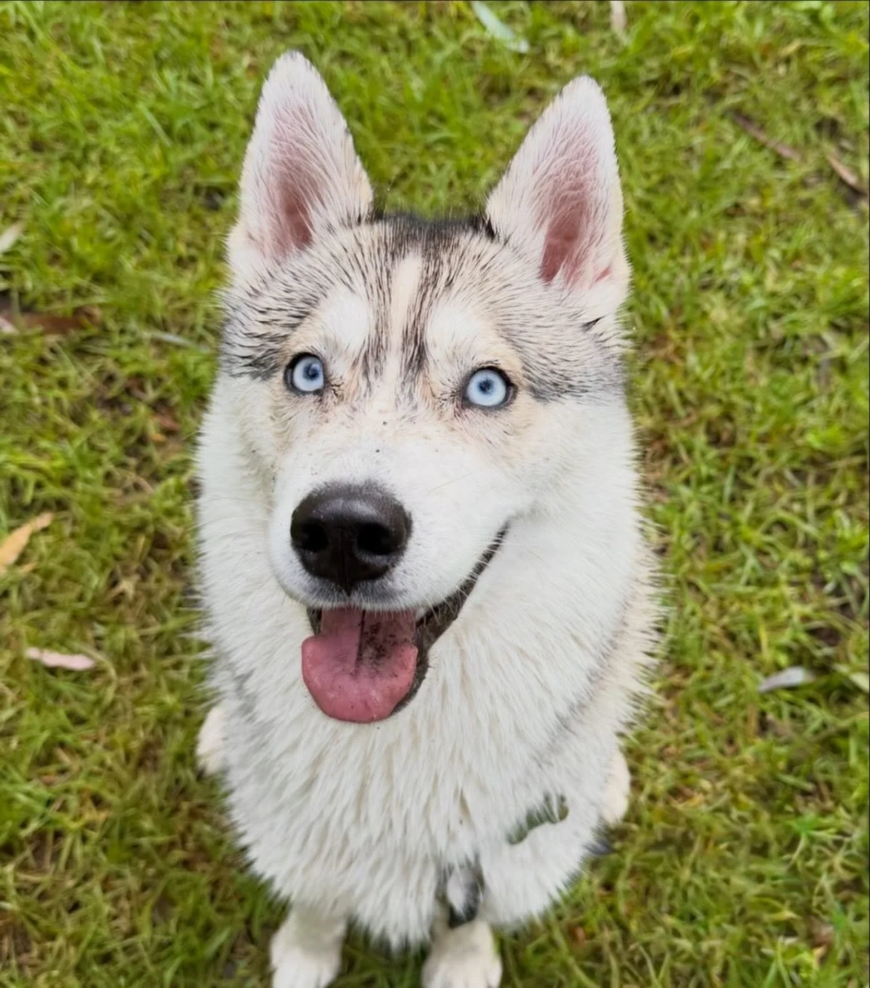 Meet Pandora! 🩵🐾

Pandora the 2 year old Siberian Husky! 
She loves to play, loves to run, As stubborn as they come 😂 She is the biggest princess! 🐕🩵

#dogsmile #puppy #husky #dogsofmelbourne #dogsofinstagram