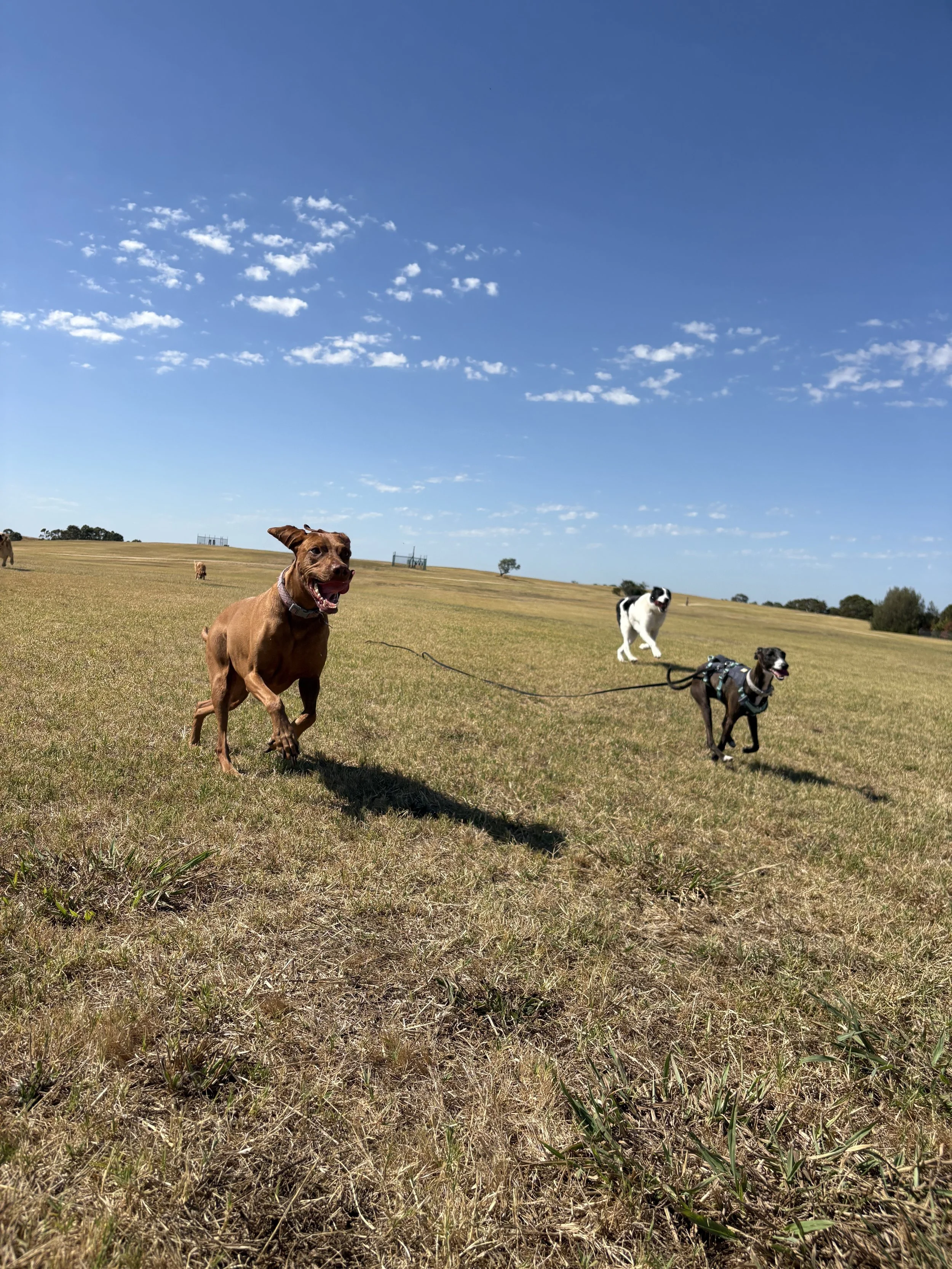 A group of dogs playing and running on a grassy field under a clear blue sky with some scattered clouds.