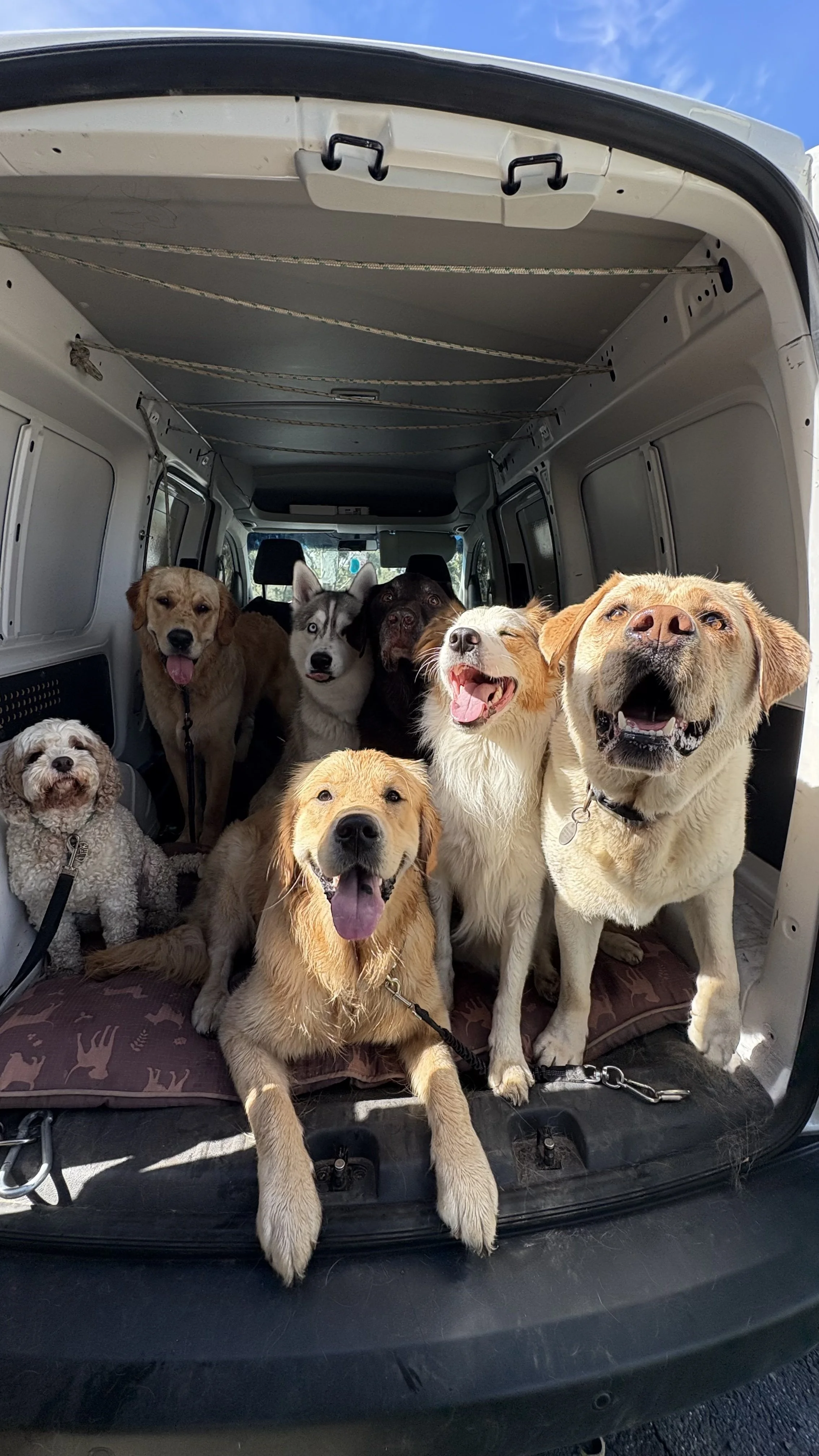 Multiple dogs of various breeds and sizes inside the open trunk of a vehicle, with some sitting or lying down and others standing, against a background of a blue sky.