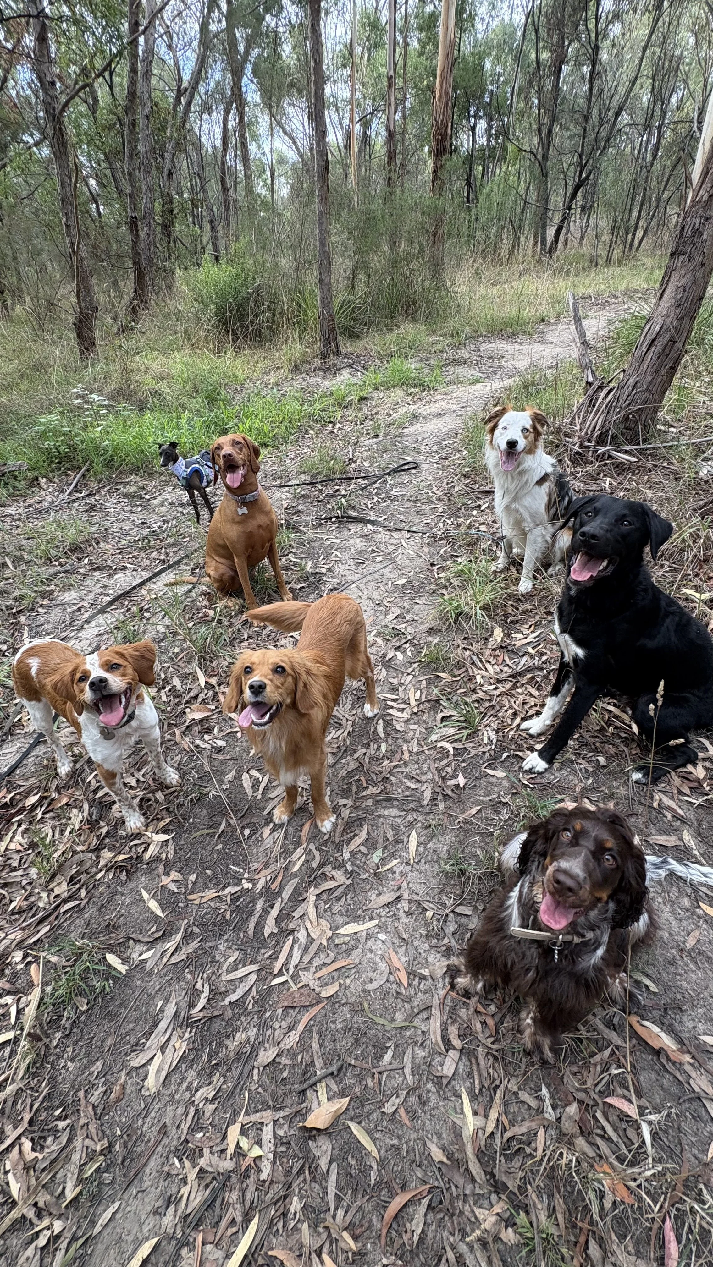 Seven dogs on a trail in a wooded area, some sitting and some standing, looking at the camera with open mouths.