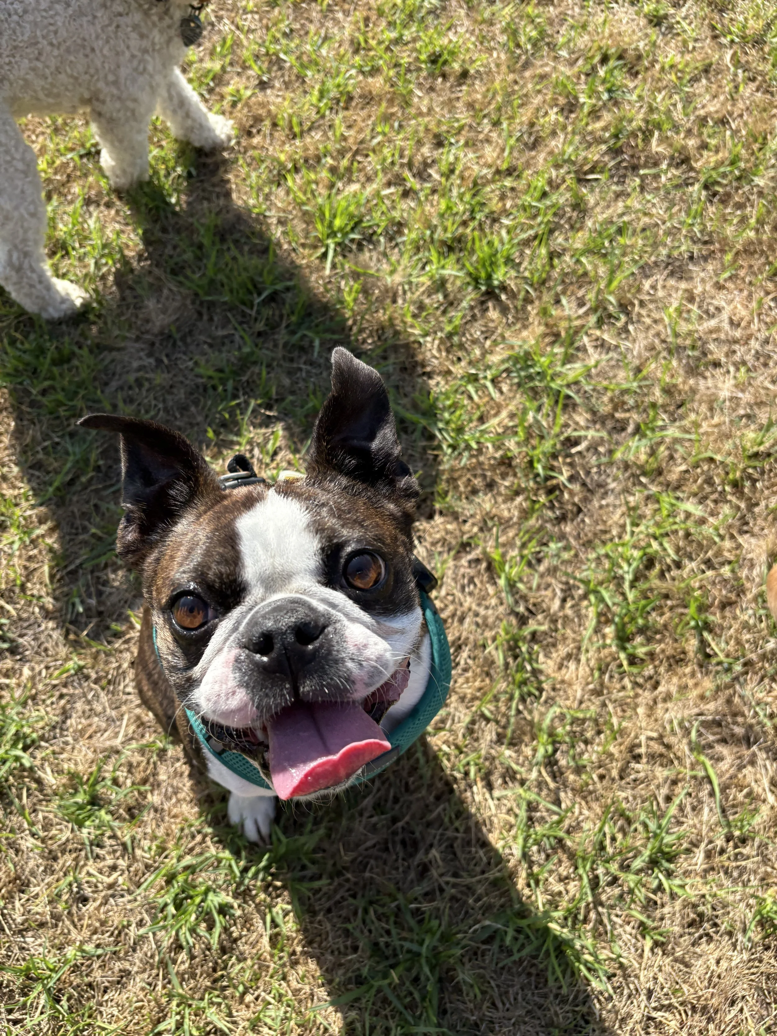 Close-up photo of a happy Boston Terrier dog with its tongue out, looking up at the camera, with a background of grass and dirt.