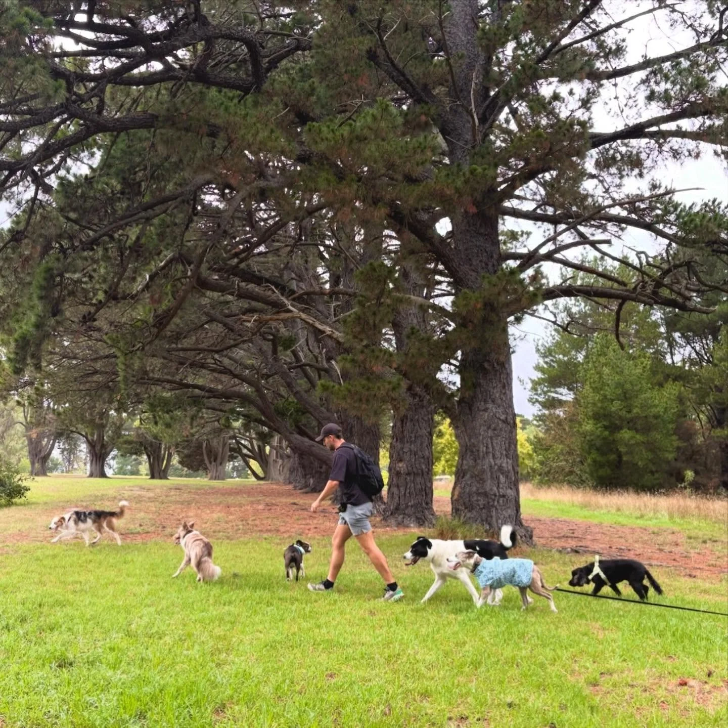 A man walking multiple dogs on a leash in a park with large trees and green grass.