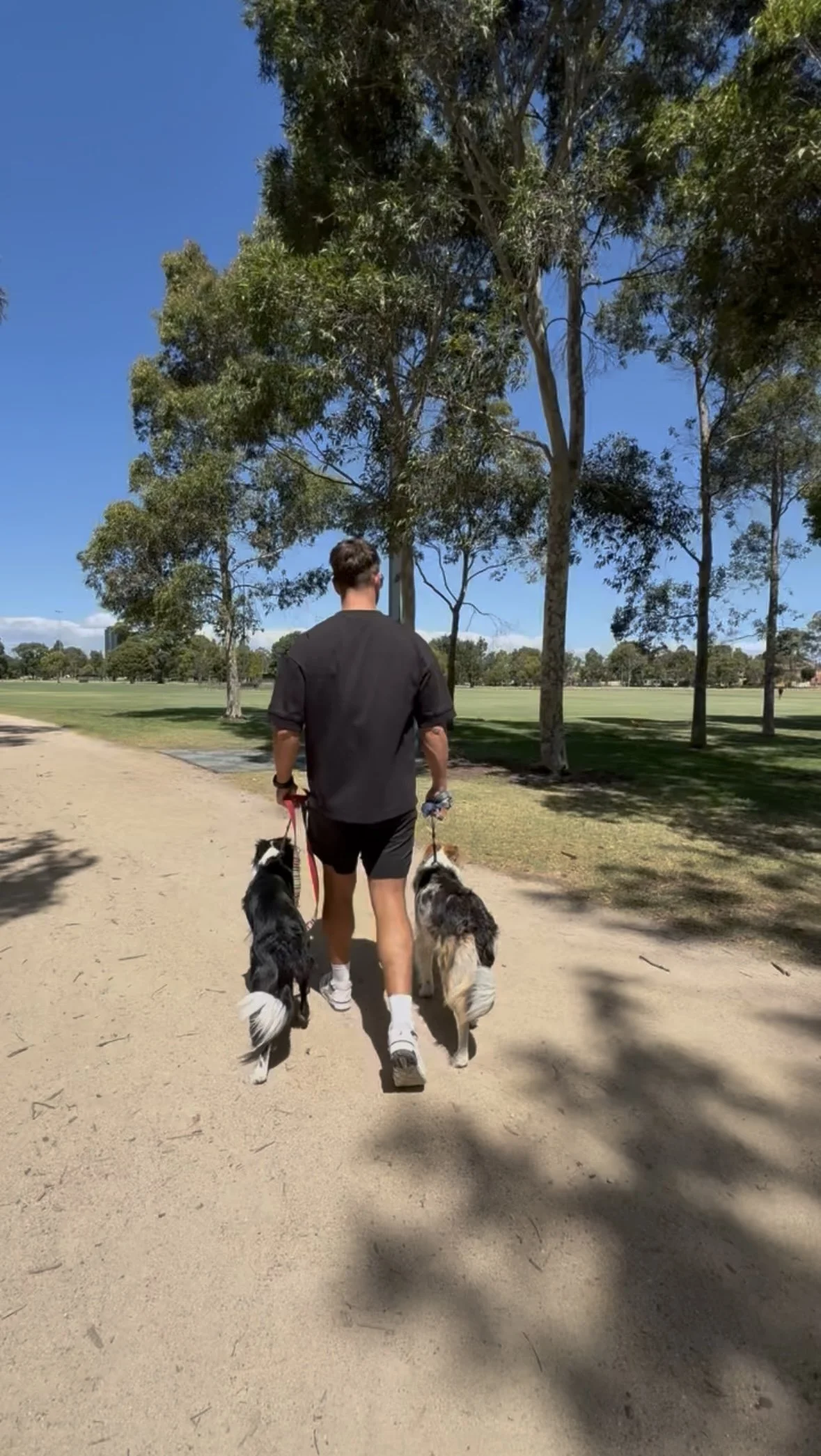 A person in black shorts and shirt walking two Border Collies on a dirt path in a park with green grass, trees, and a blue sky.