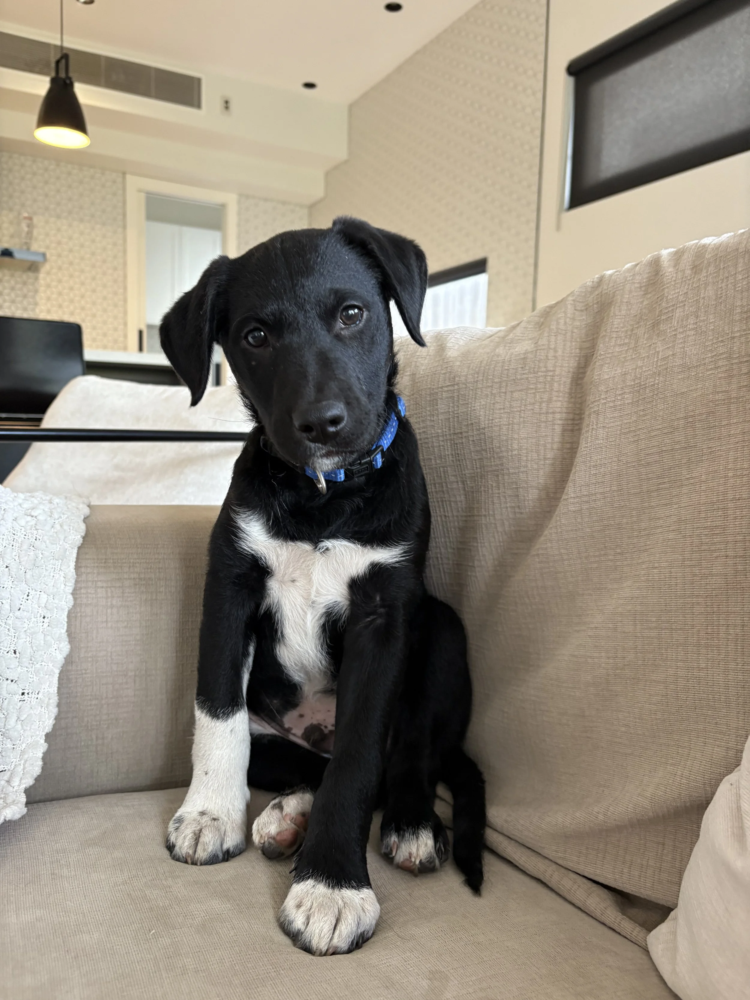 A black puppy lying on a plush beige dog bed with toys, and a white and brown dog resting on a beige sofa in a living room with a TV, coffee table, and hardwood flooring.