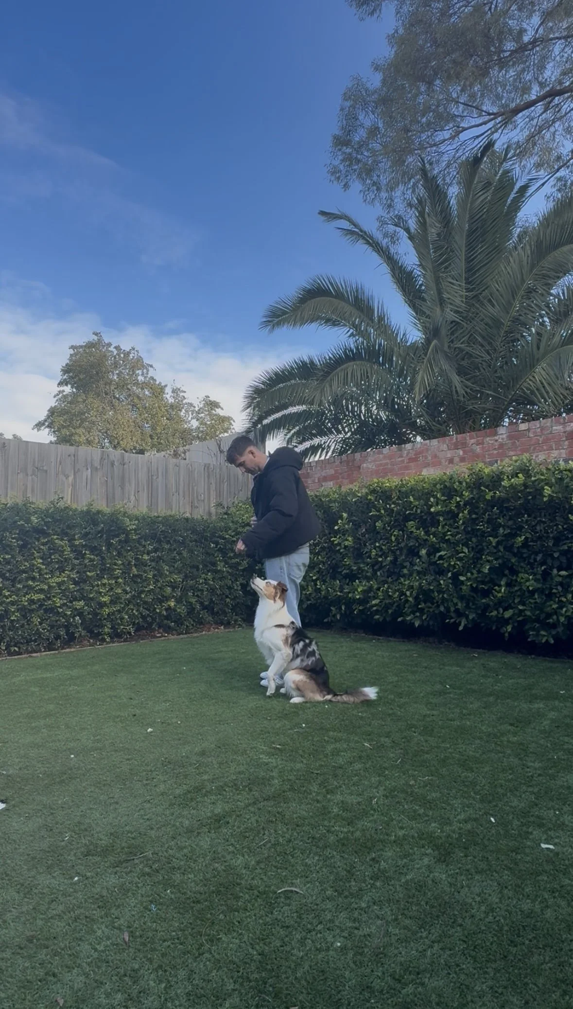 A person in a black jacket and gray pants standing outdoors on grass, with a white and brown dog sitting and looking up at them. There are green bushes, a wooden fence, a red brick wall, and tall palm trees in the background under a blue sky.