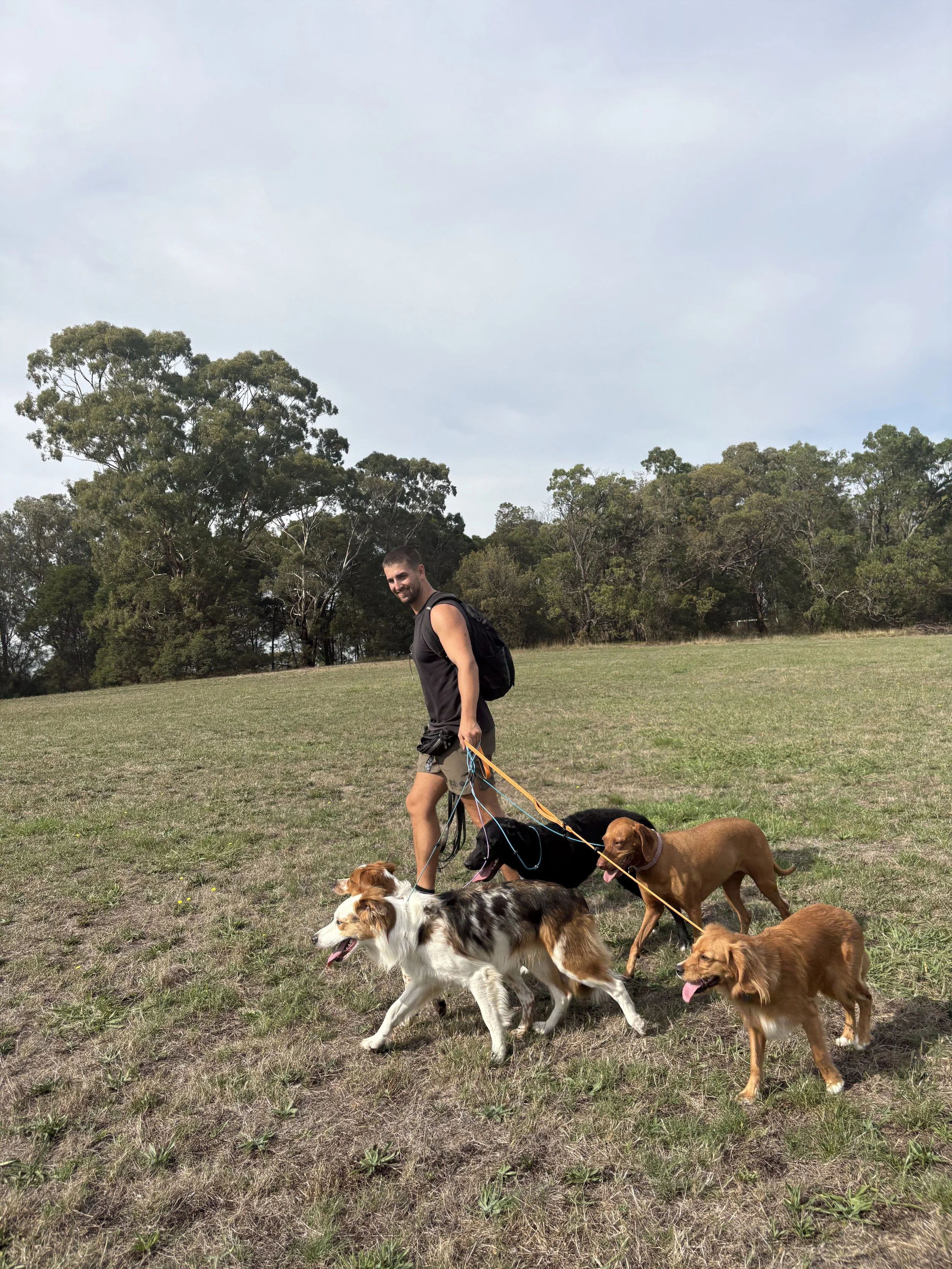 A man walking with six dogs on a grassy field with trees in the background, under a cloudy sky.