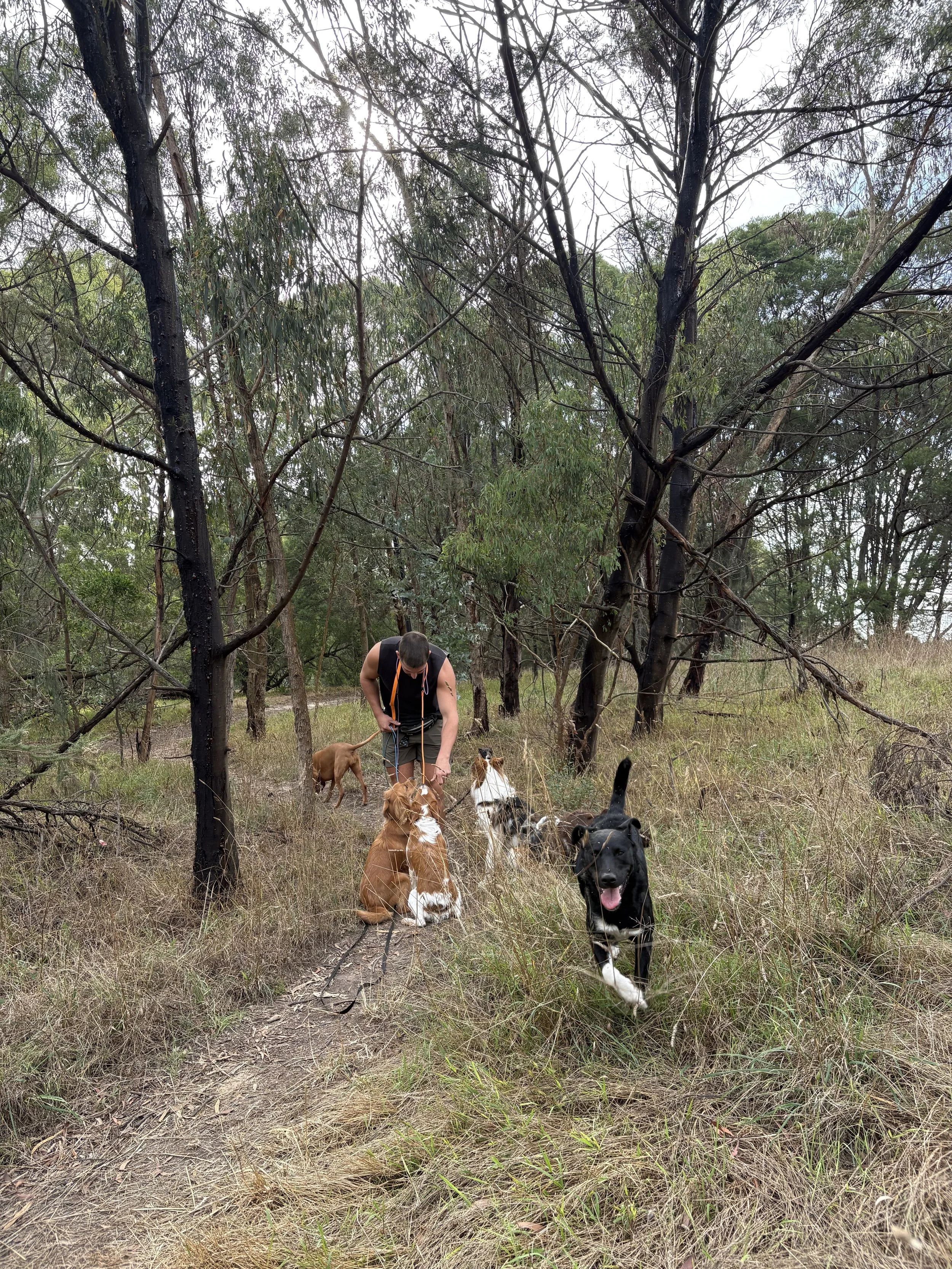 A person with short hair wearing a black tank top and khaki shorts is walking in a wooded area with five dogs, including a black lab, a golden retriever, and a few others, amidst tall trees and dry grass.