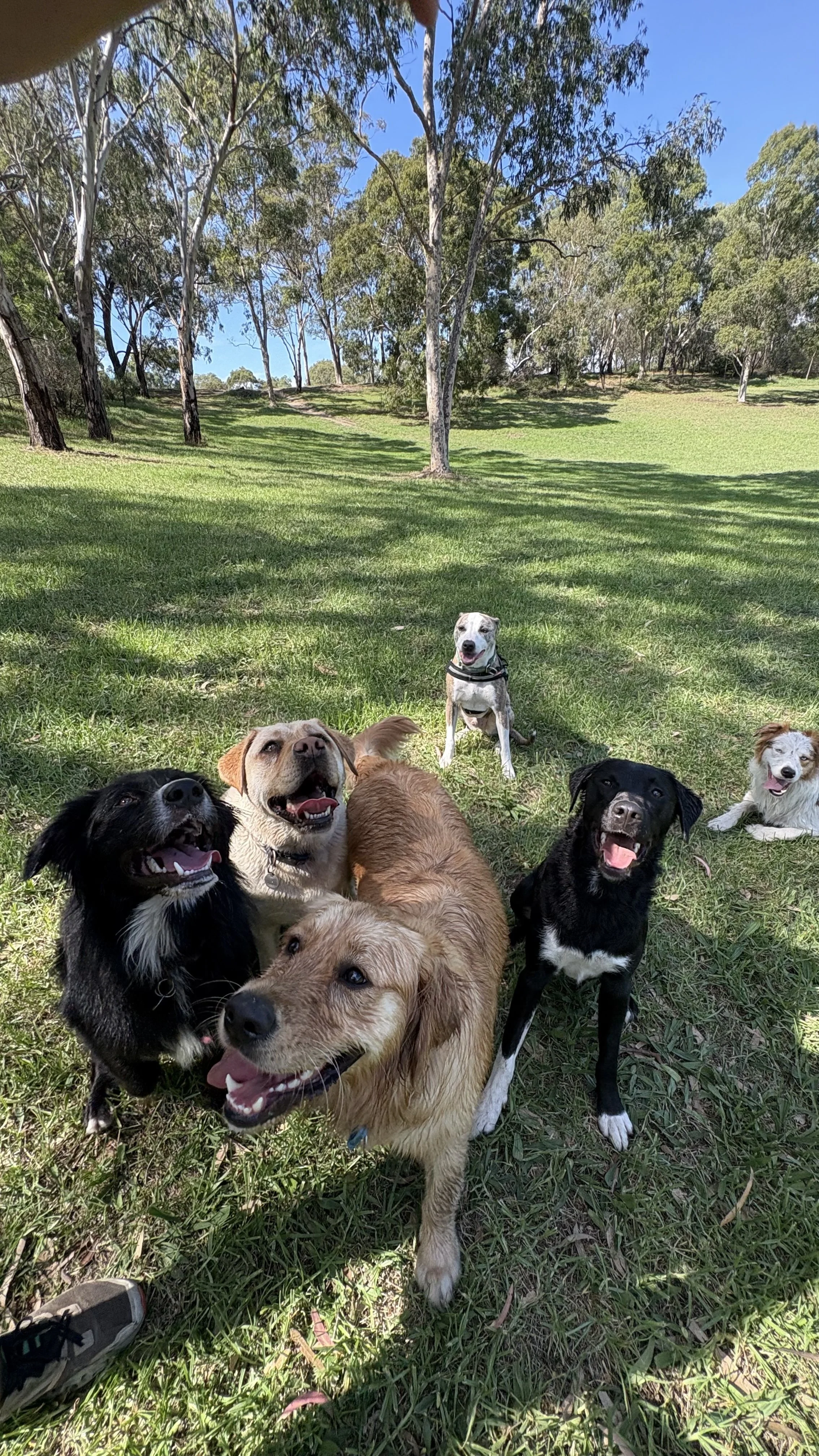 A group of nine dogs sitting and lying on green grass in a park with trees and blue sky in the background.