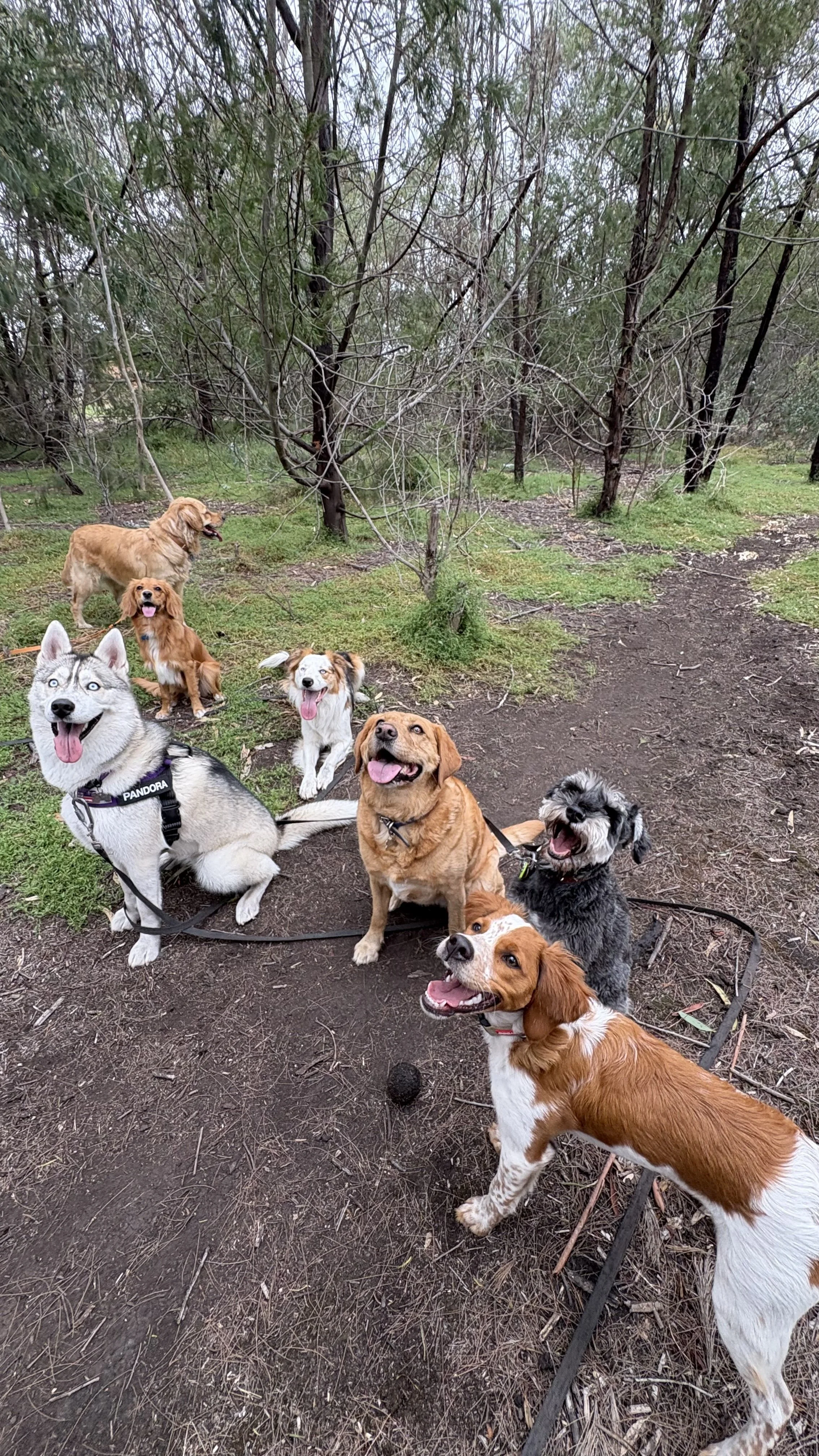 A group of ten dogs of various breeds and sizes sitting and standing on a dirt forest trail, some with their tongues out, surrounded by trees and greenery in a wooded area.