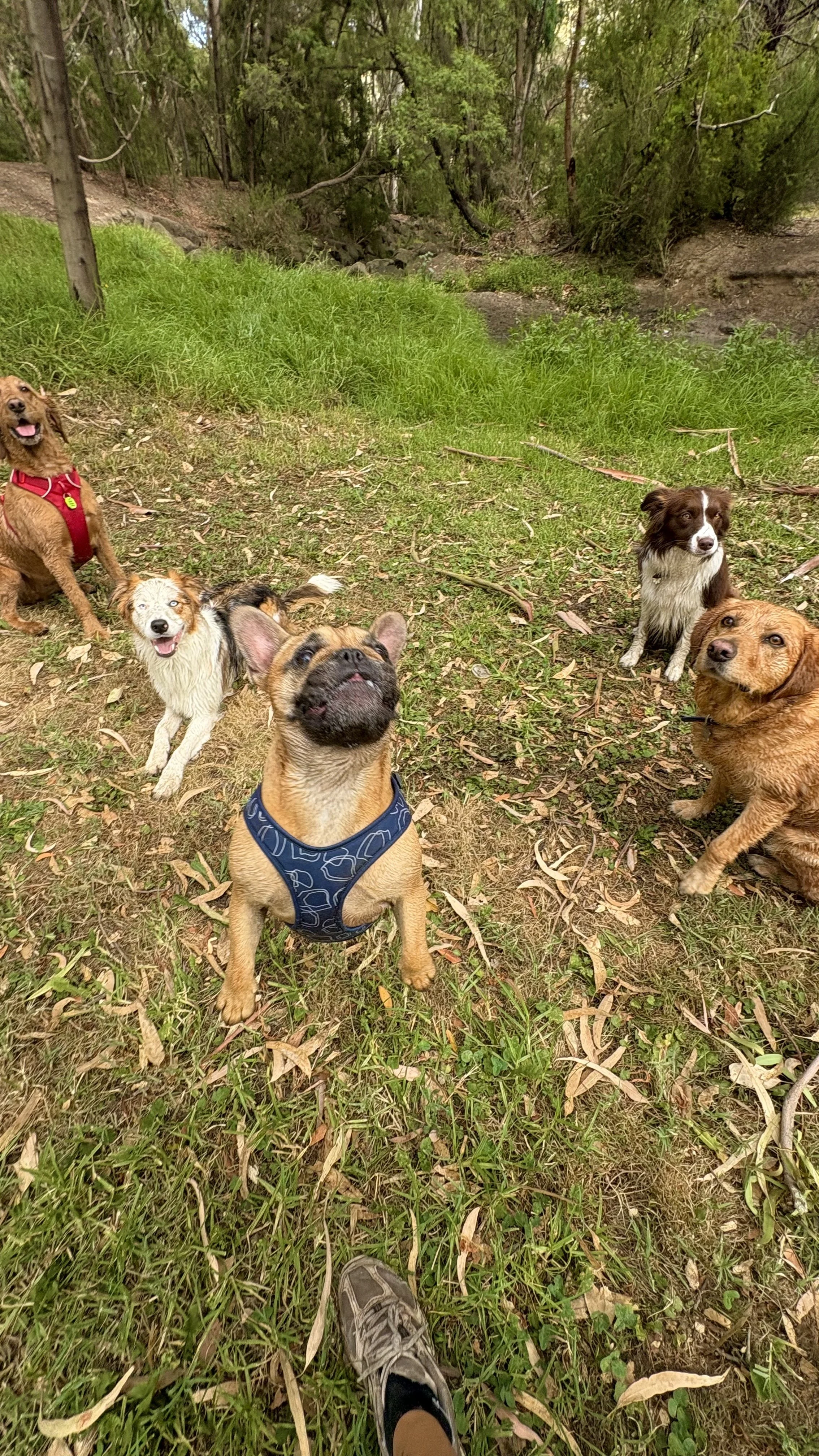 Six dogs standing and sitting outdoors on grassy ground surrounded by trees, with a person's legs and shoes visible in the foreground.
