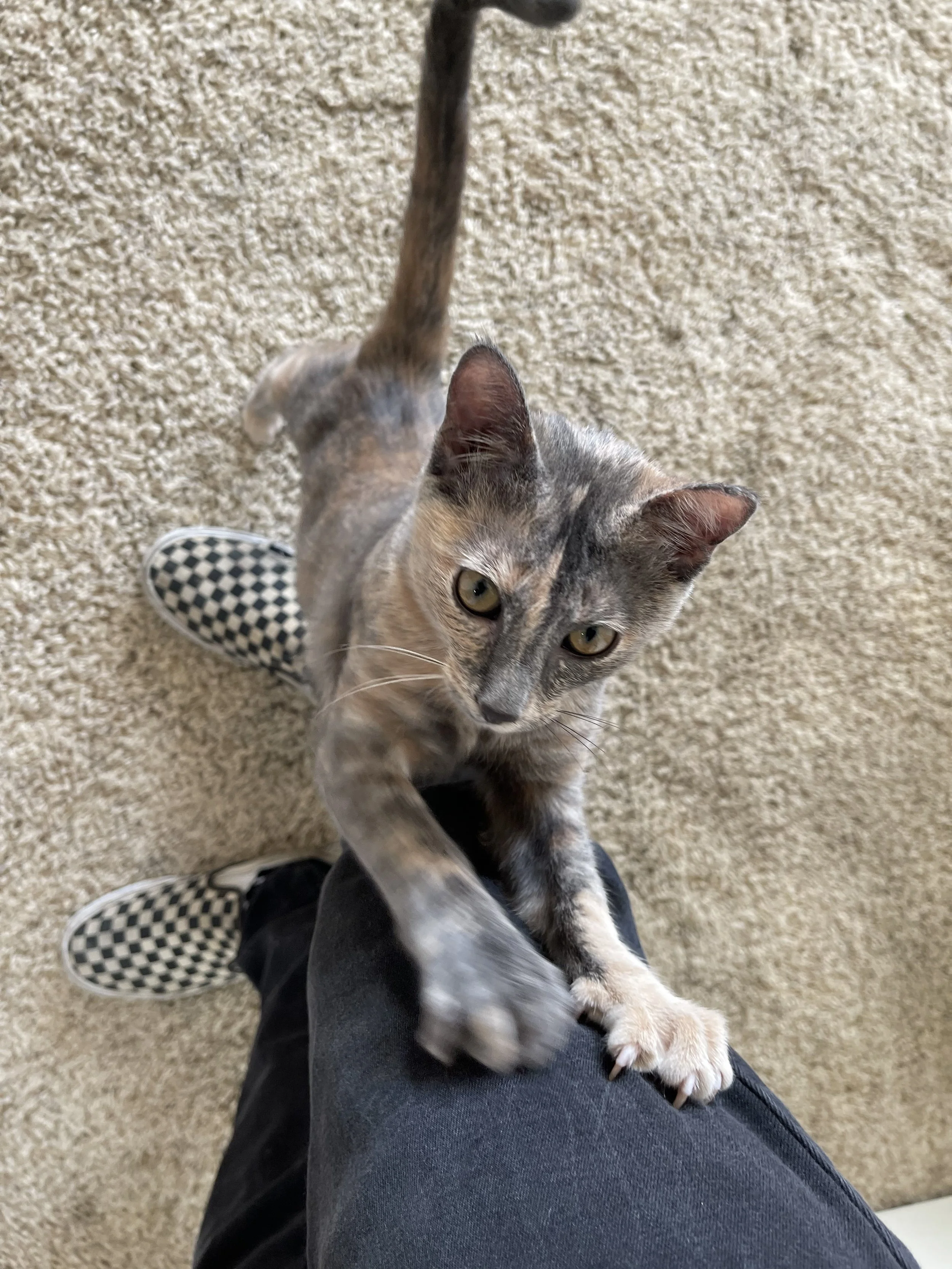 Preston keeping Gato (legal name Sahara) secret from Gabrielle for Christmas!
