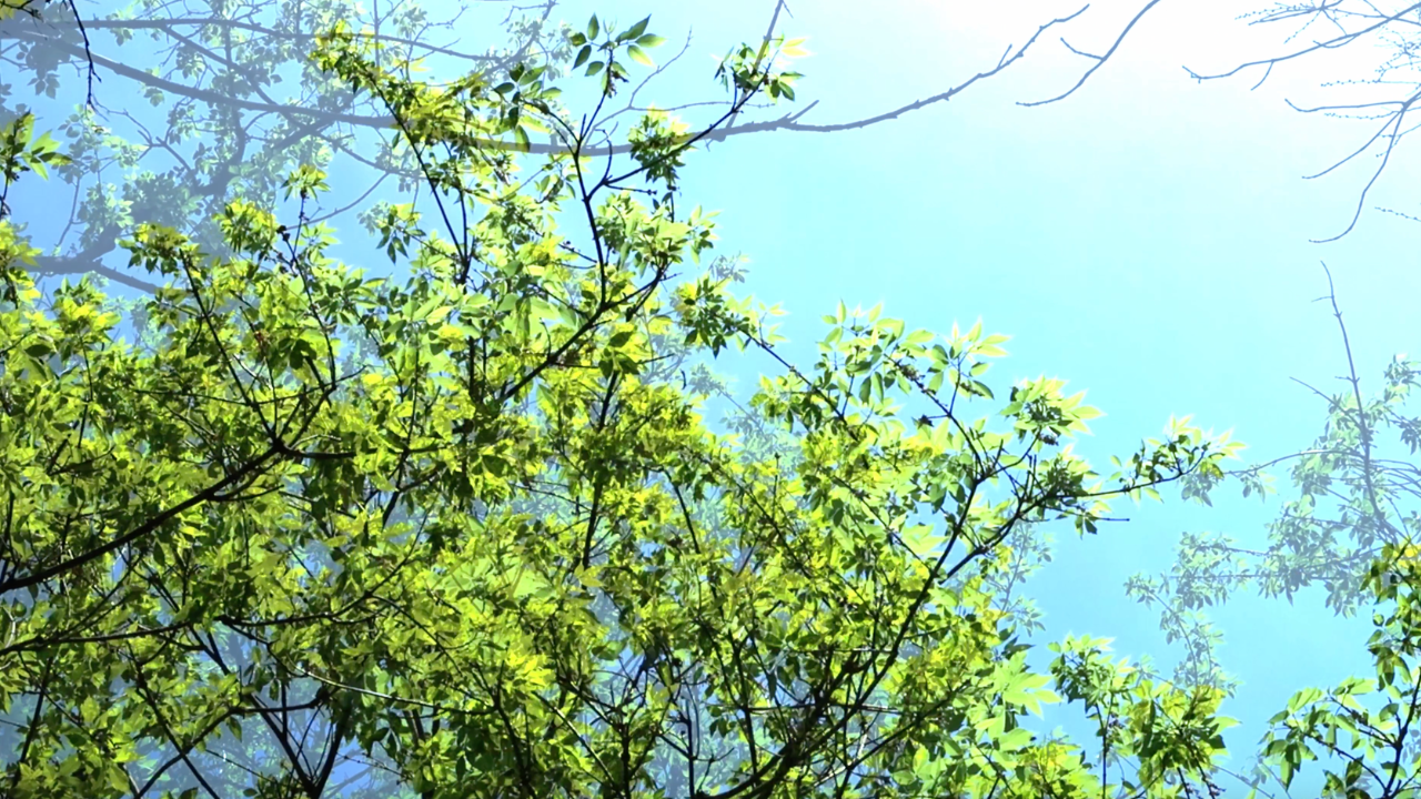 Looking up at green tree leaves against a bright blue sky on a clear day.