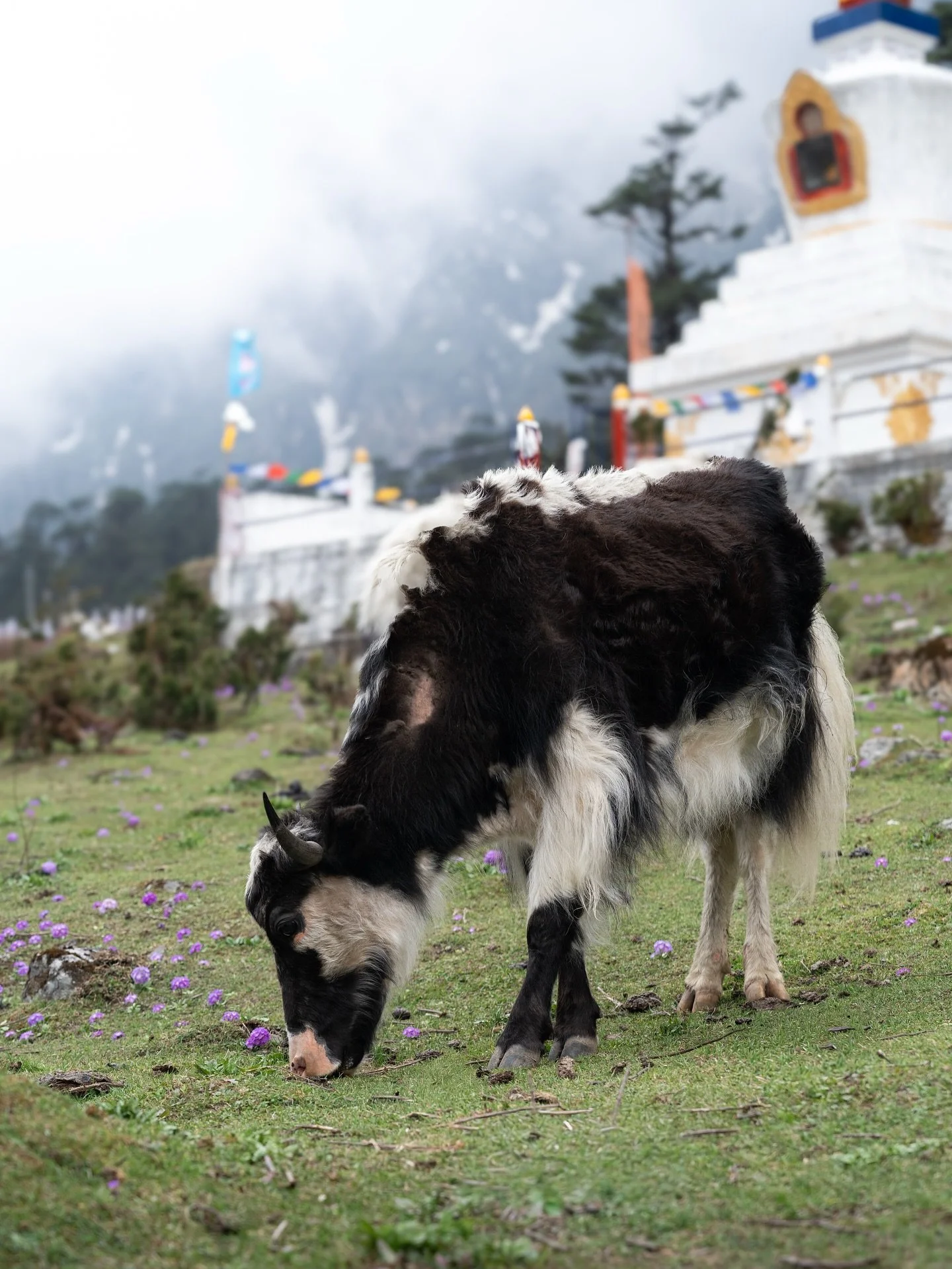 Yumthang Valley is famous for its&nbsp;rhododendrons, but the real beauty I found was in a gentle giant. I came across this incredible herd of&nbsp;Himalayan yaks&nbsp;in Sikkim. Seeing them up close, massive yet so calm and affectionate with their h