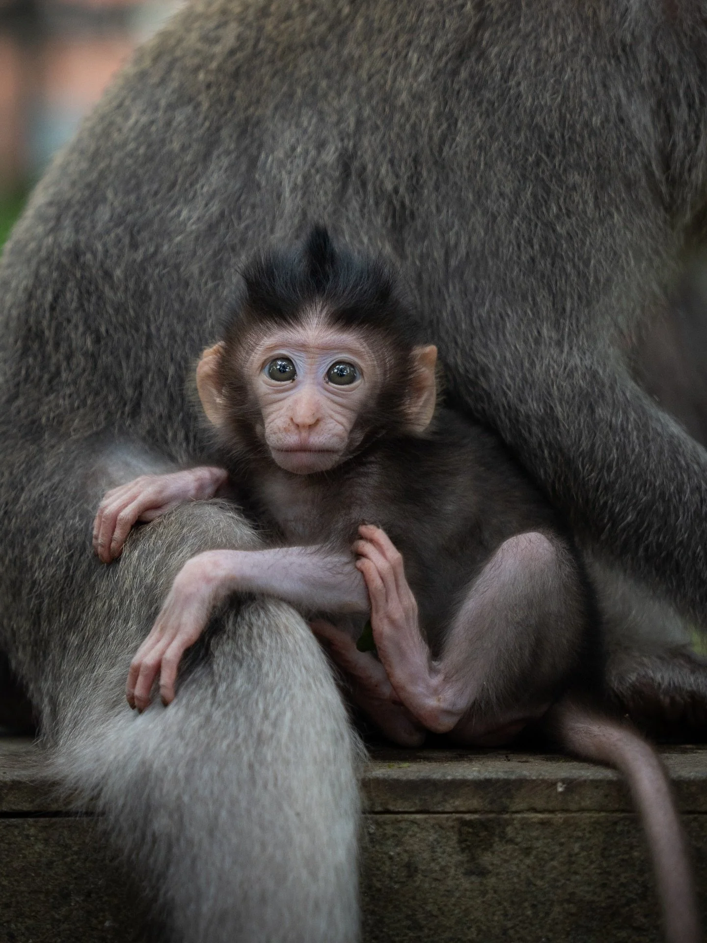 On my walk through the Monkey Forest, I stumbled upon this Macaque mother and her baby. The mother calmly sat, enjoying a snack. The little one however was curiously looking at me. I couldn&rsquo;t get over the tiny adorable mohawk 🐒
At one point, t