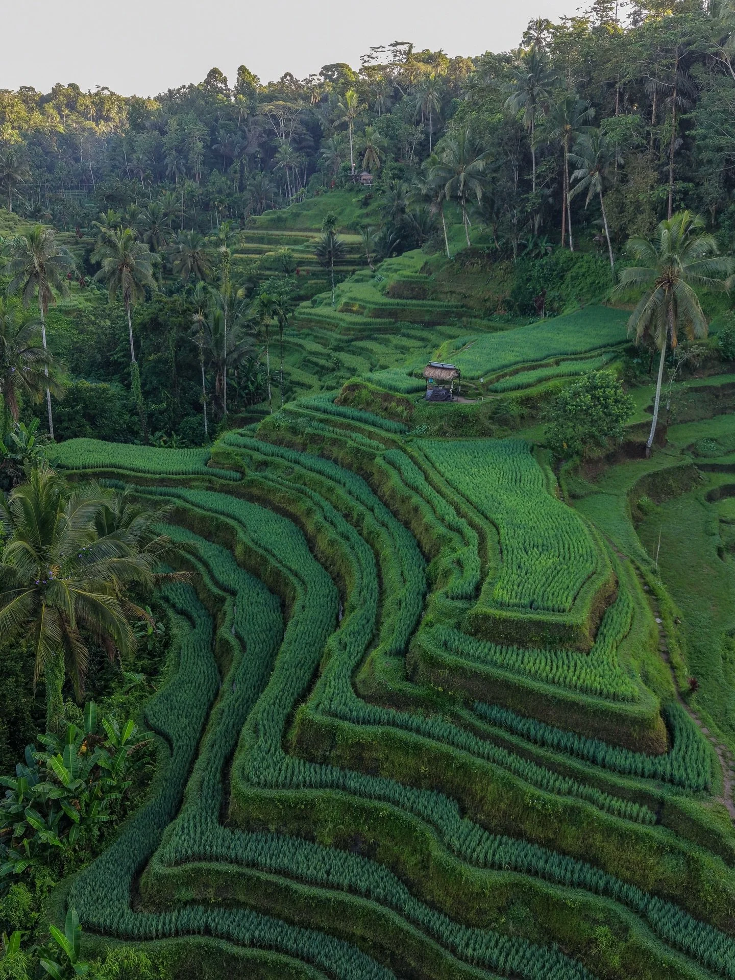 The emerald heartbeat of Bali 🌾
How insane is it that these terraces were carved into a hillside centuries ago using just hands and traditional tools?! 

#indonesia #sonya7iv #sonyphotographer #travelcreator