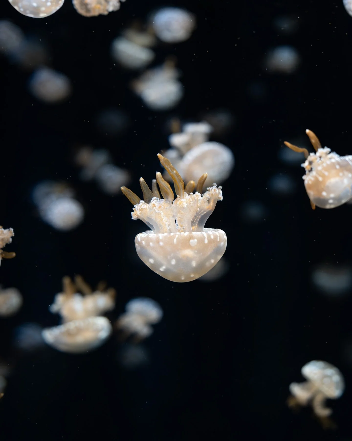 Mesmerizing beings 🪼

On a rainy afternoon in Singapore, I spent my time with these fascinating jellyfish. You can find yourself falling into a trance watching them. The way they drift through water, the way they look like an alien, and how some of 