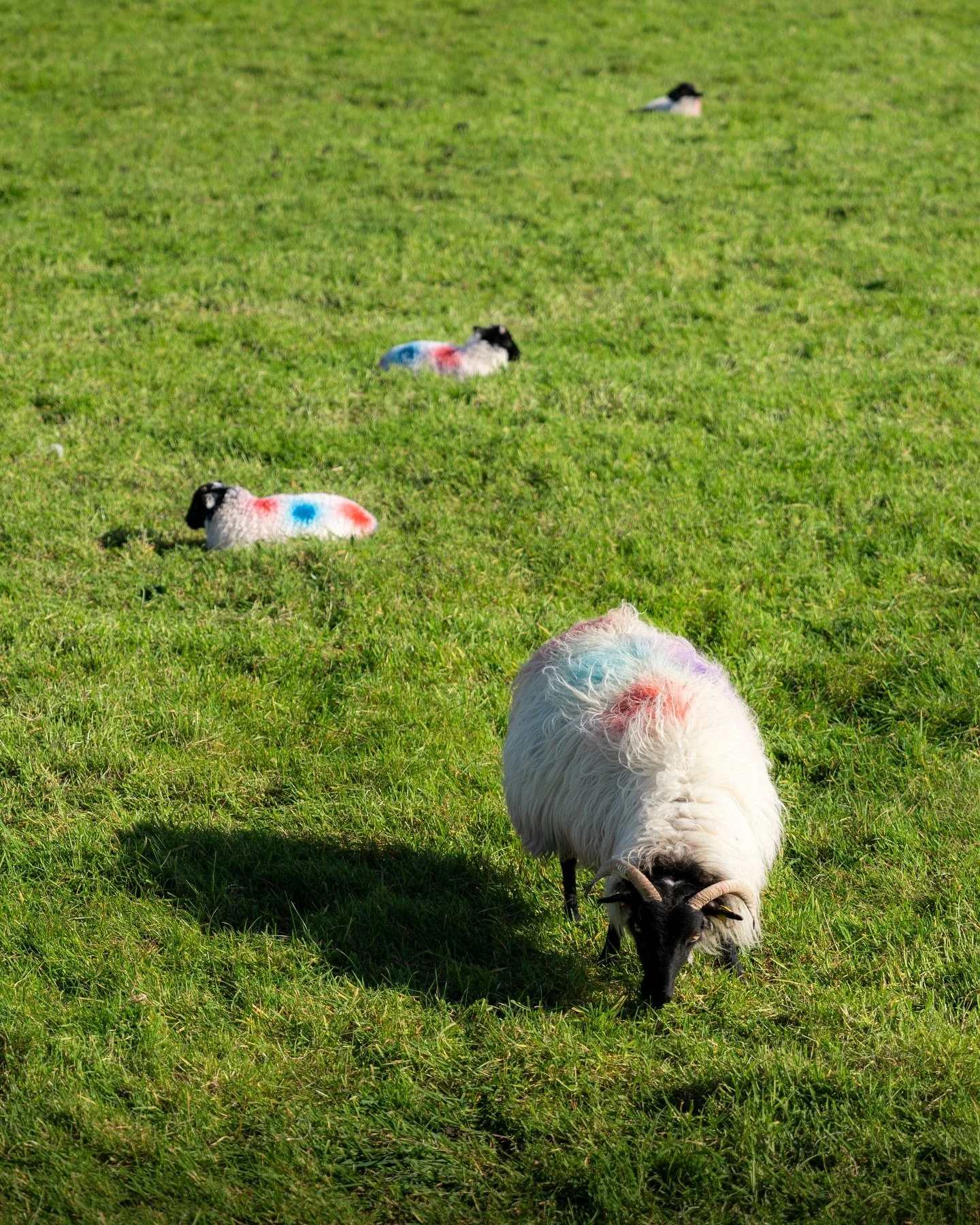 In Ireland, you won&rsquo;t find any dangerous animals. Instead, the fields and mountains are scattered with fluffy sheep. 🐑☘️
During my one week spent in the Irish countryside, I think I saw way more sheep than people. They spend most of their time