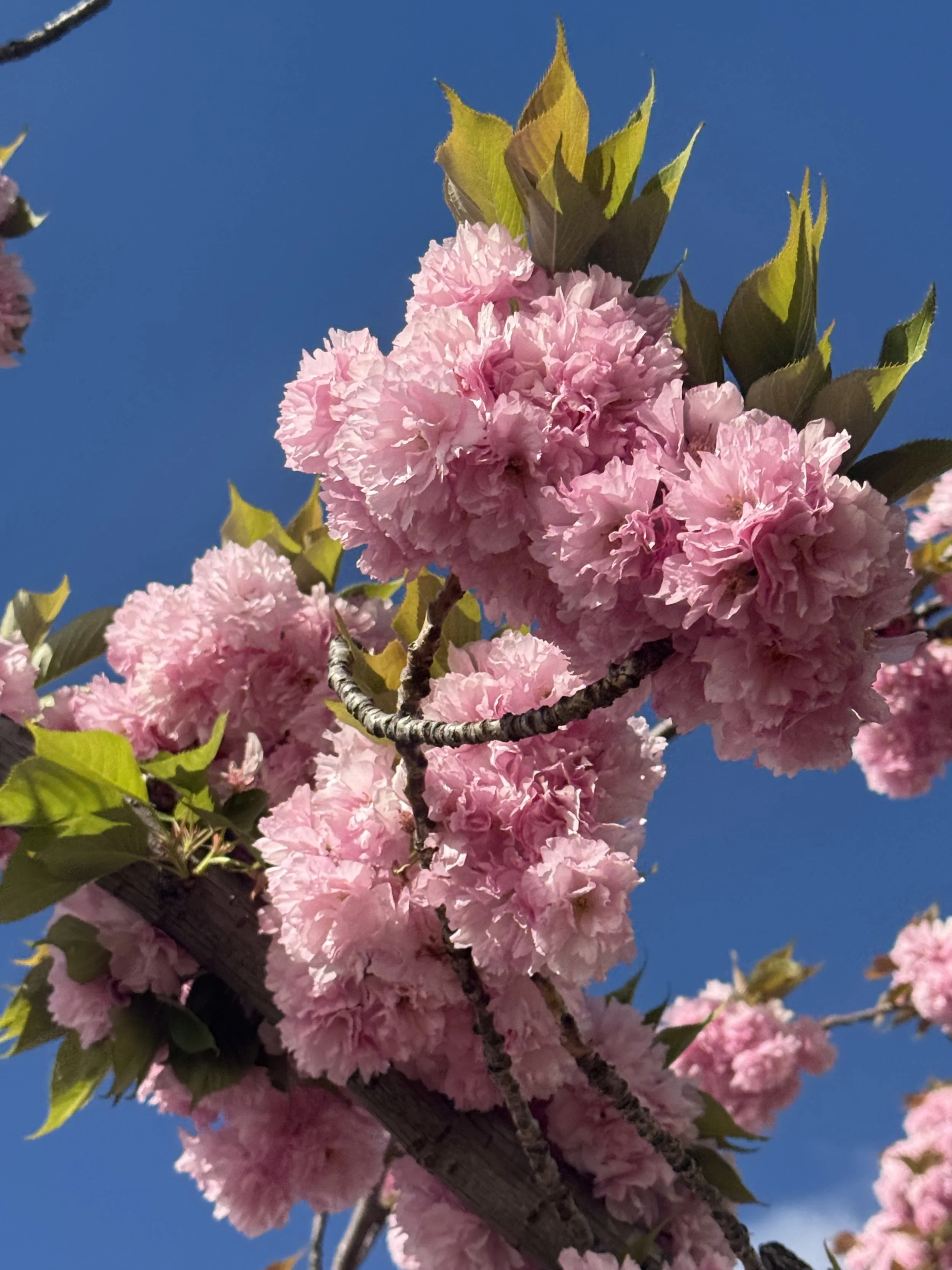 Cherry blossoms in front of a clear blue sky