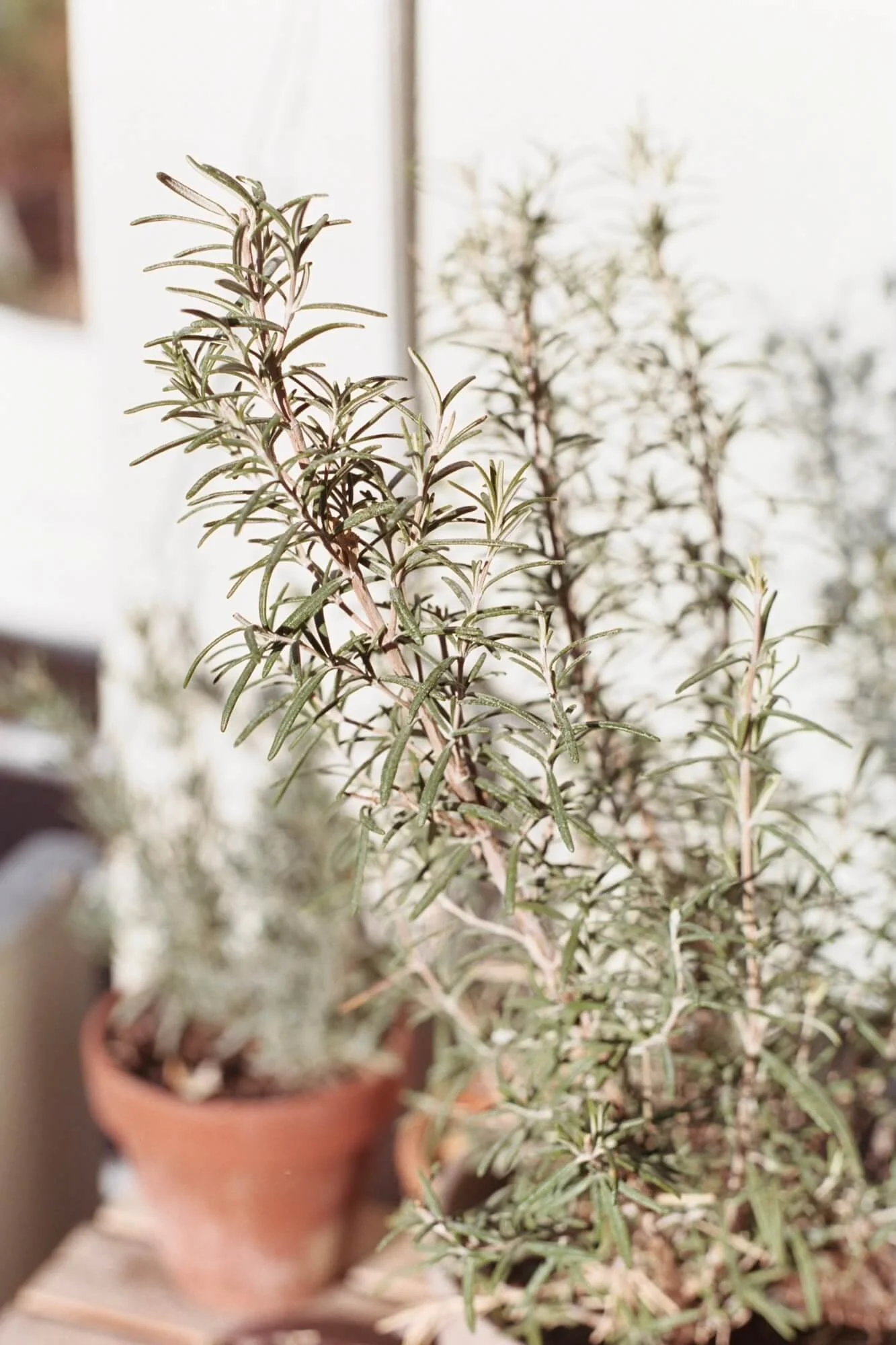 A close-up of a plant with narrow, elongated green leaves in a terracotta pot, placed indoors near a bright window.