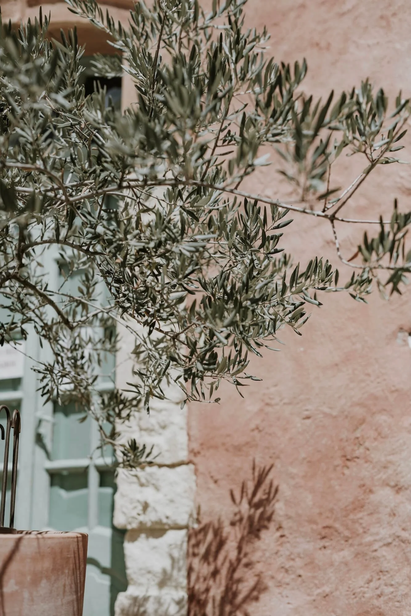Close-up of an olive tree branch with green leaves, cast shadows on a textured pink wall in the background.