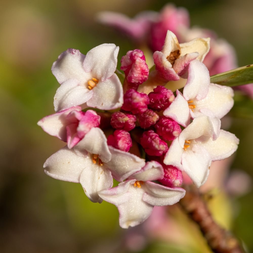 Daphne Perfume Princess White-diacos-garden-nursery2.jpg