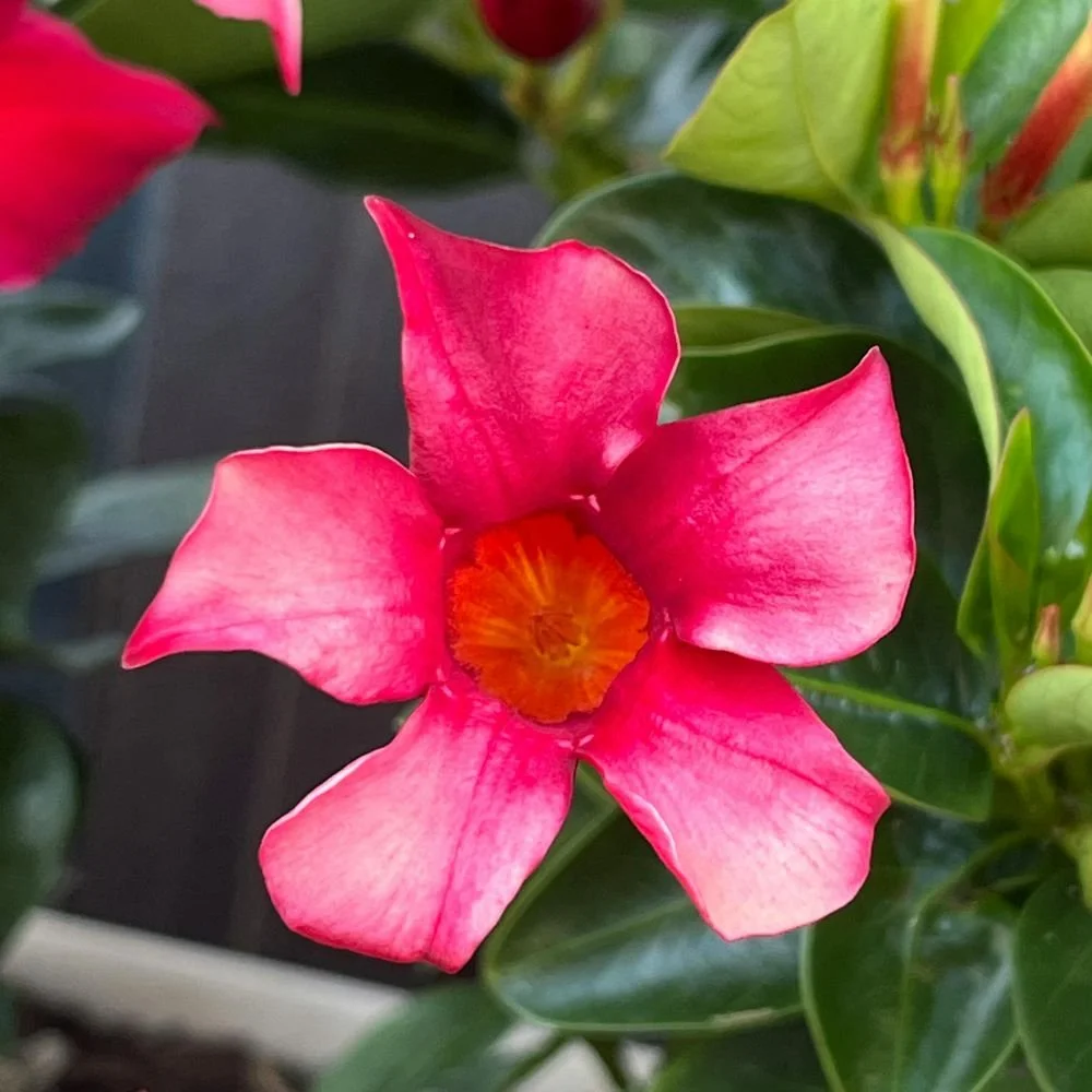 Mandevilla - Aloha Series (red, white and pink) diacos-garden-nursery8.jpg