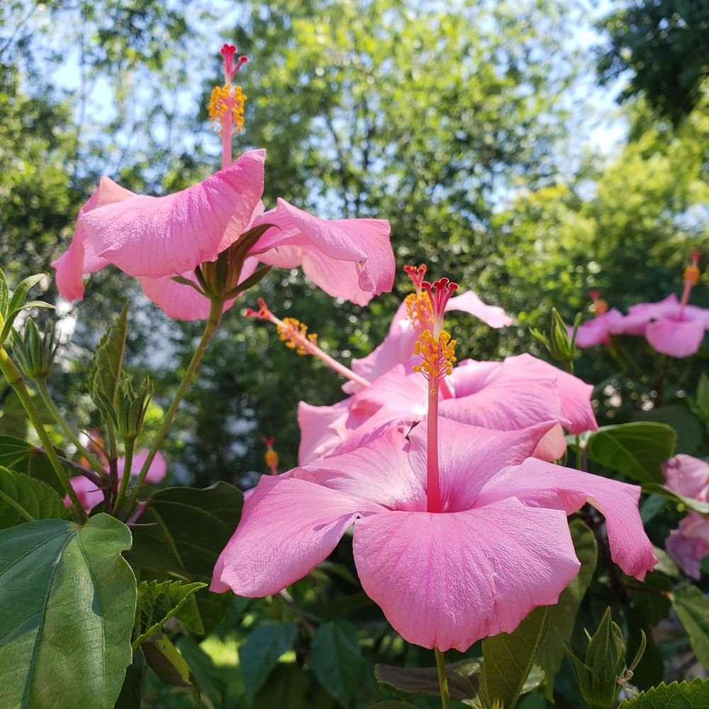 Hibiscus Rio Clara Series (pink, red, orange, white, yellow)3.jpg