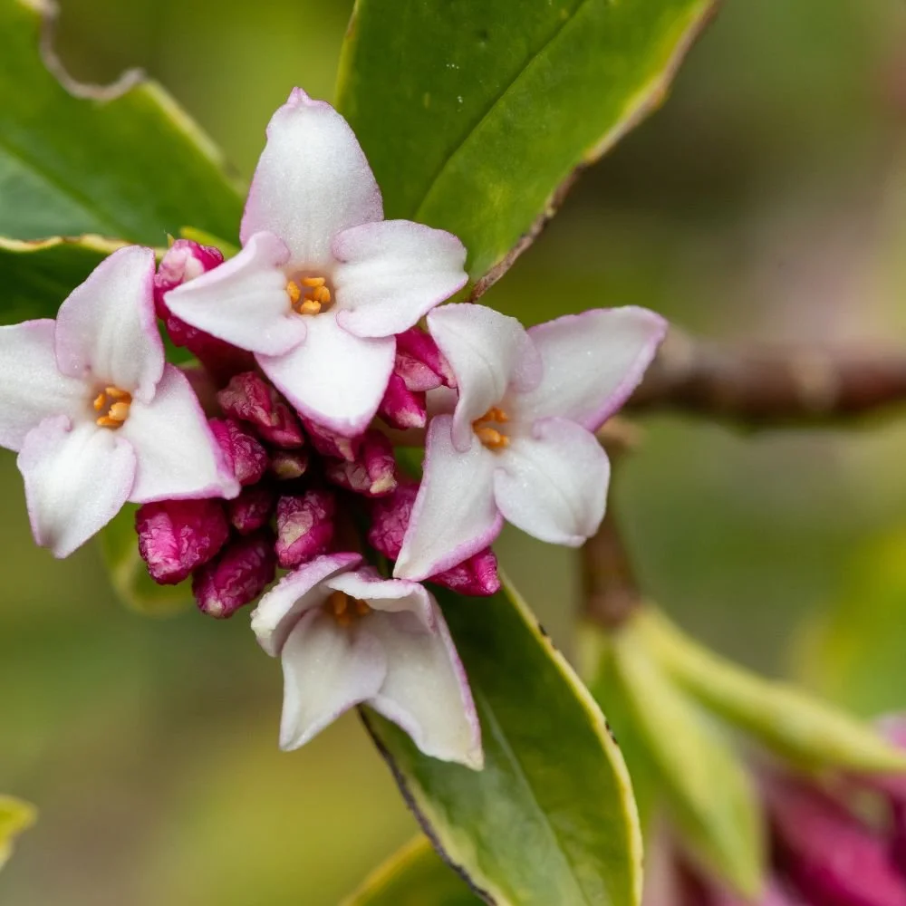 Daphne Perfume Princess White-diacos-garden-nursery1.jpg