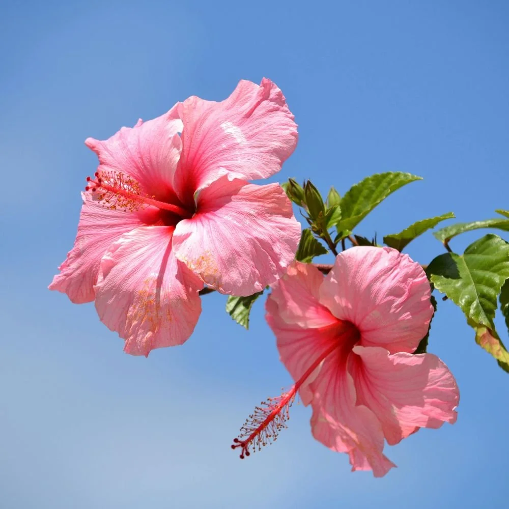 Hibiscus Rio Clara Series (pink, red, orange, white, yellow)11.jpg