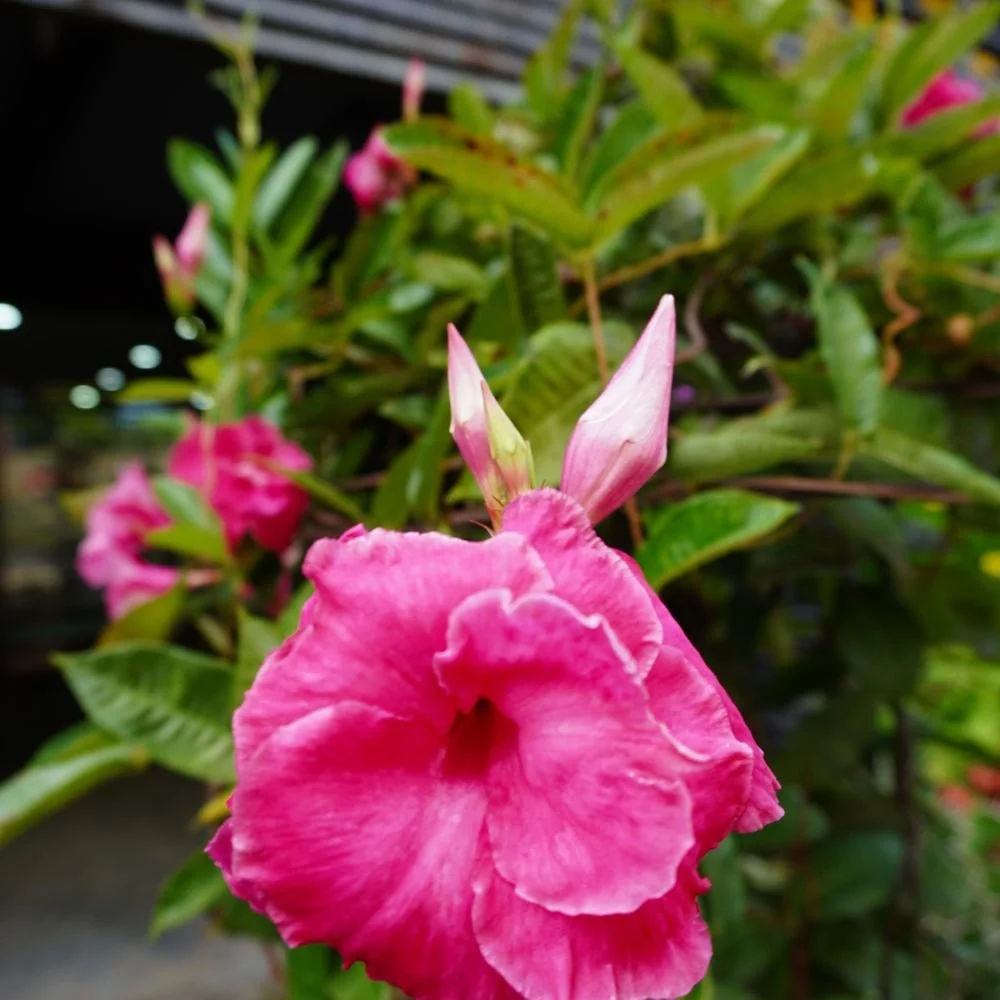 Mandevilla - Aloha Series (red, white and pink) diacos-garden-nursery2.jpg