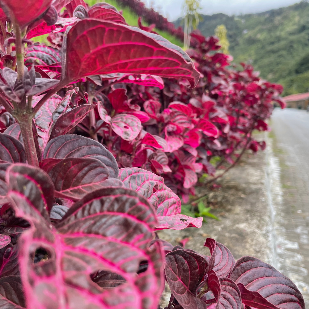 Bergenia Bressingham White2.png