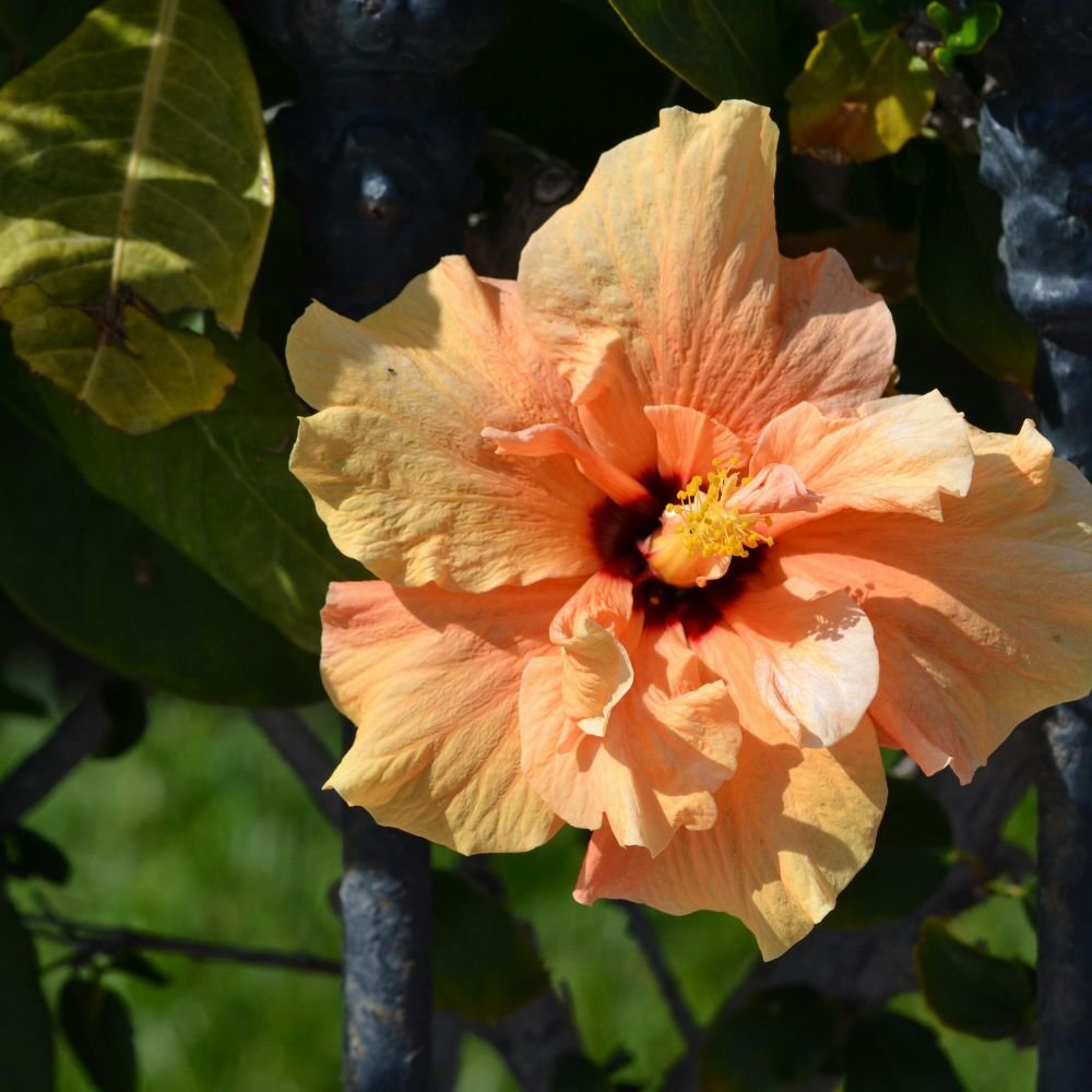 Hibiscus Rio Clara Series (pink, red, orange, white, yellow)6.jpg