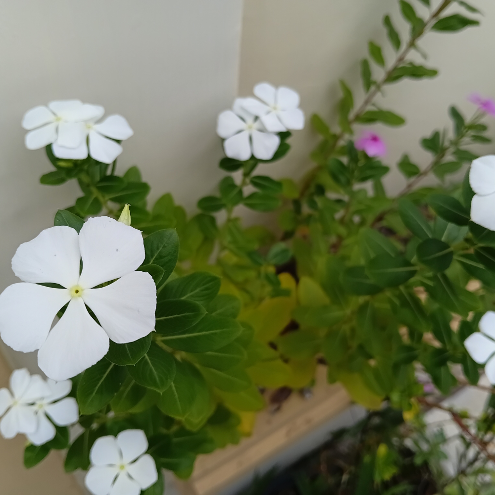 Vinca Minor Alba2.png