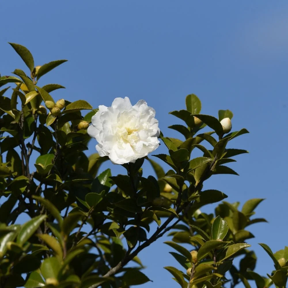 Camellia sasanqua Slimline Avalanche-diacos-garden-nursery1.jpg
