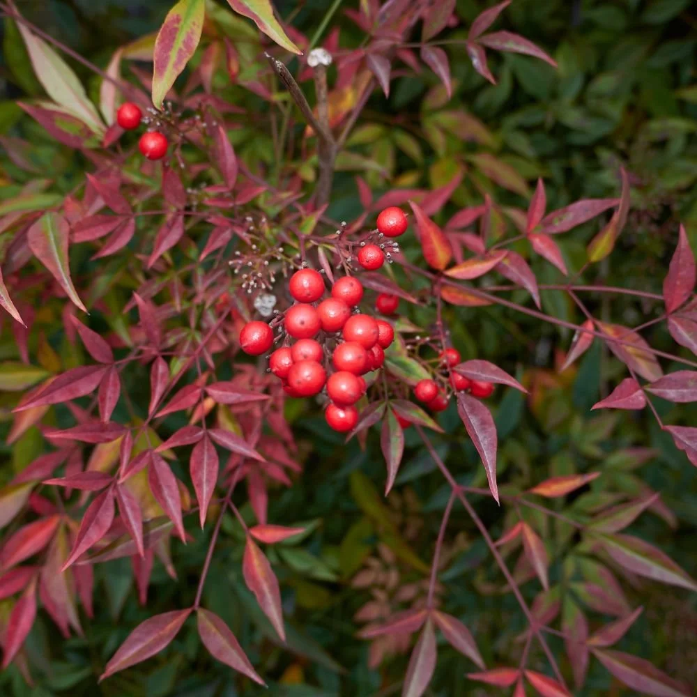 Moon Bay Nandina-diacos-garden-nursery1.jpg