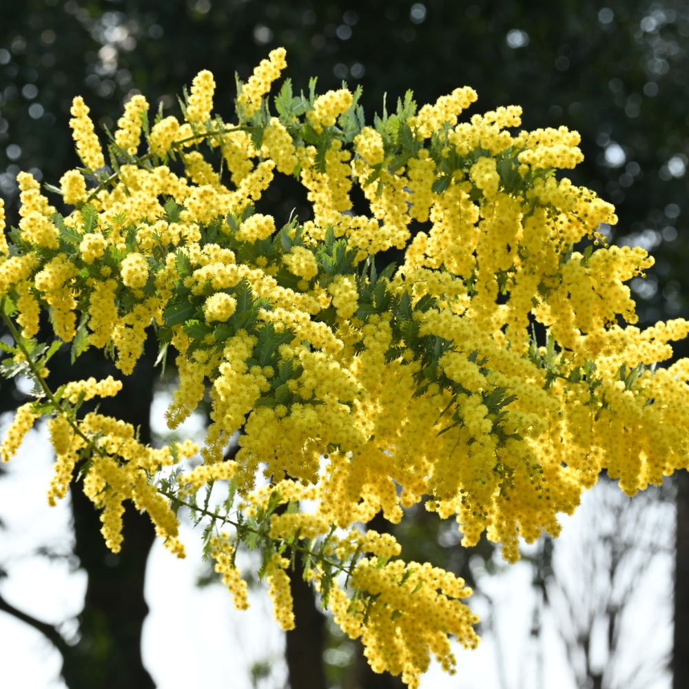 Acacia Sterling Silver2.png