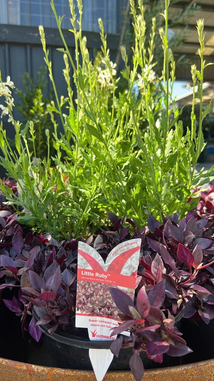 Alternanthera Little Ruby Diacos Garden Nursery7.jpg