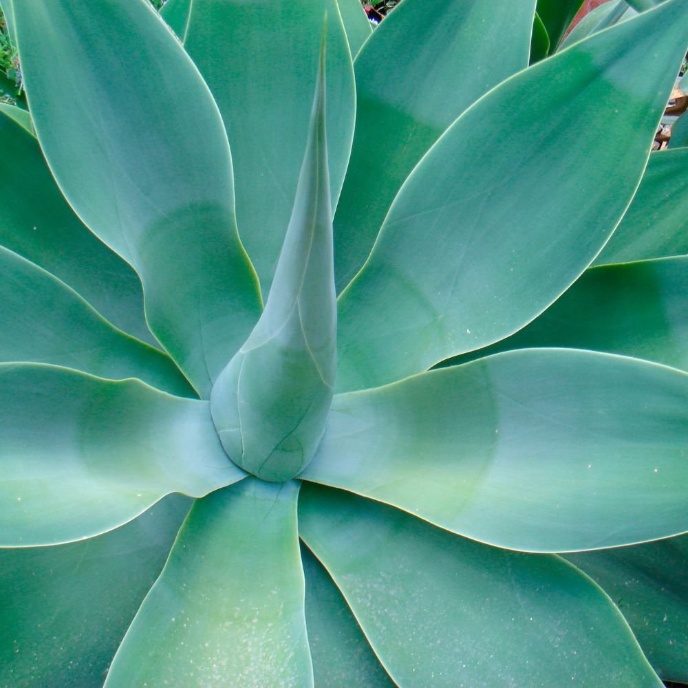Agave Attenuata-diacos-garden-nursery3.jpg