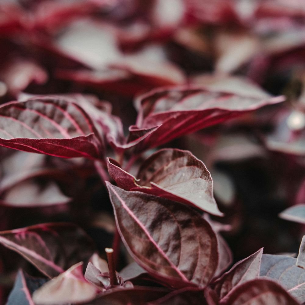 Alternanthera Little Ruby Diacos Garden Nursery4.jpg