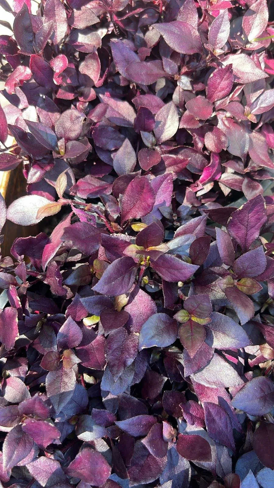 Alternanthera Little Ruby Diacos Garden Nursery6.jpg