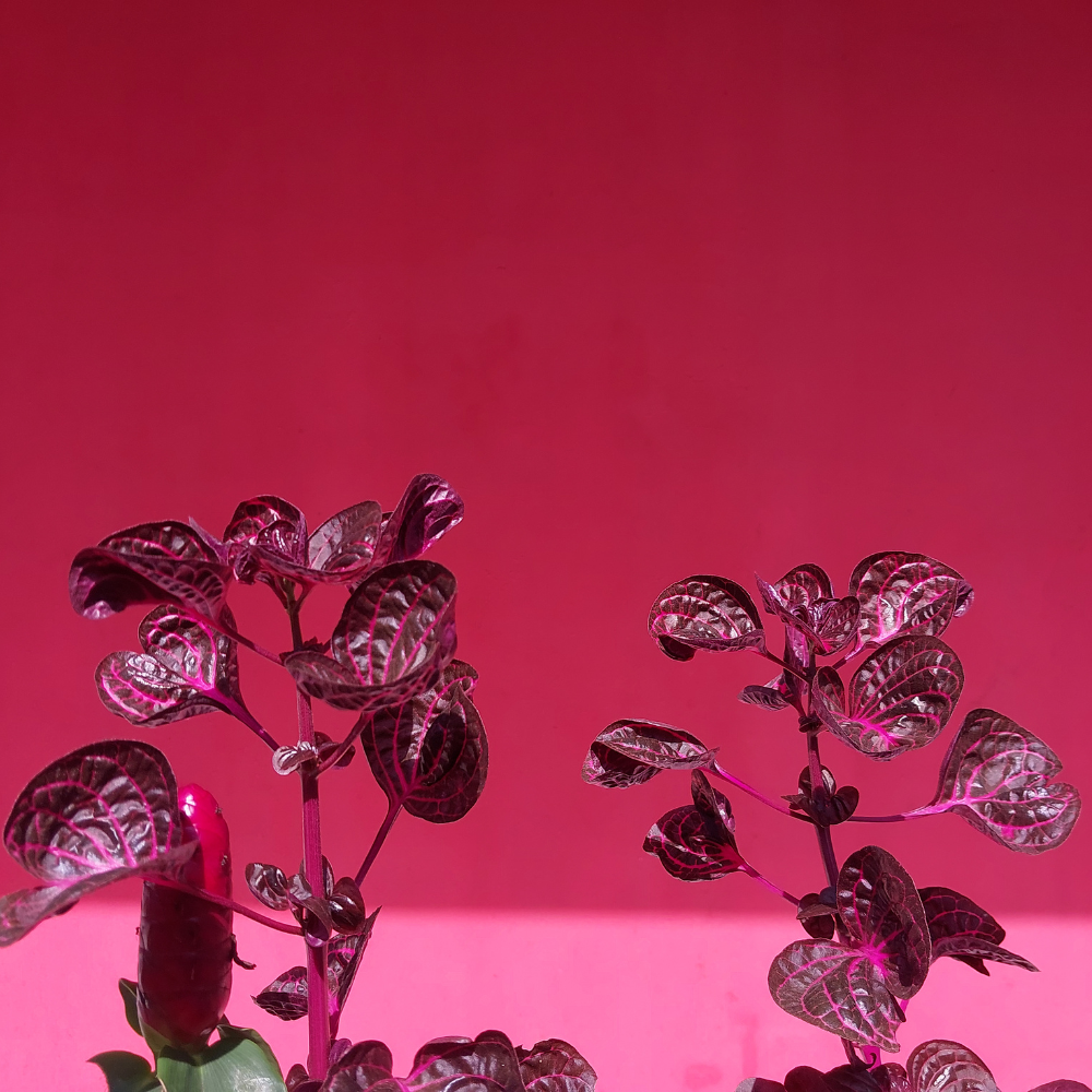 Bergenia Bressingham White4.png