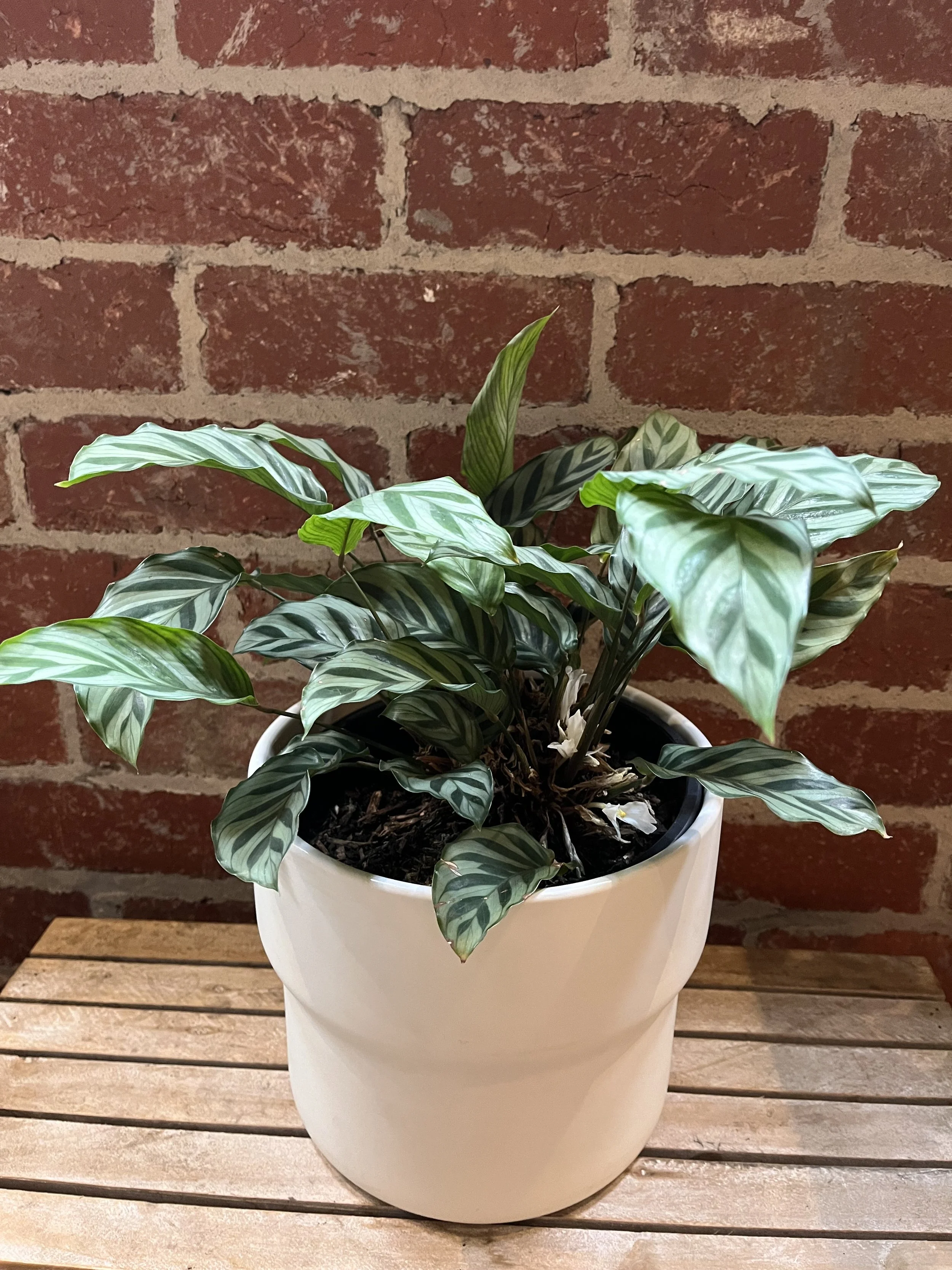 calathea freddy in pot.jpg