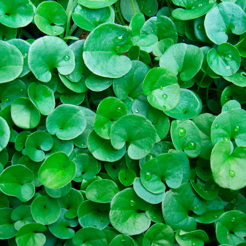 Dichondra Repens2.png