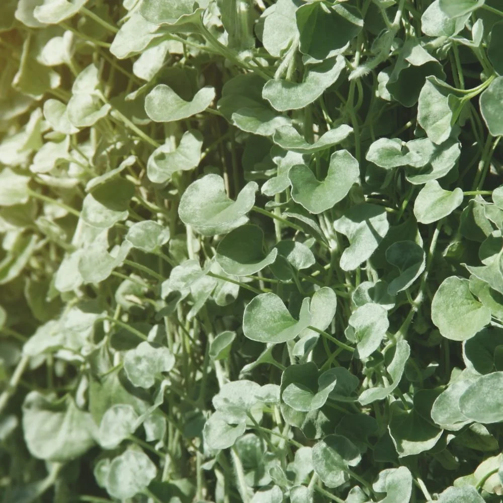Dichondra Silver Falls-diacos-garden-nursery1.jpg