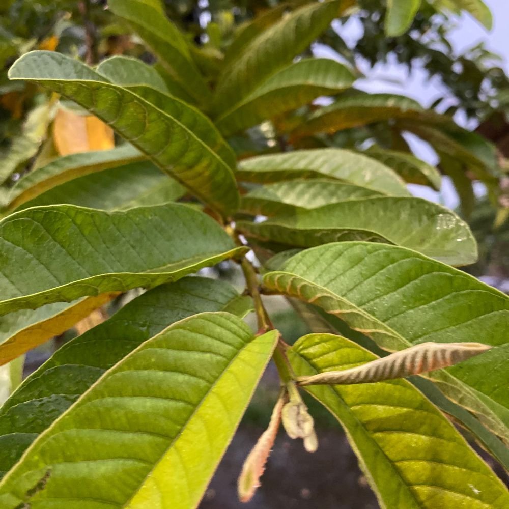 Indian Guava Plant Diacos Garden Nursery2.jpg